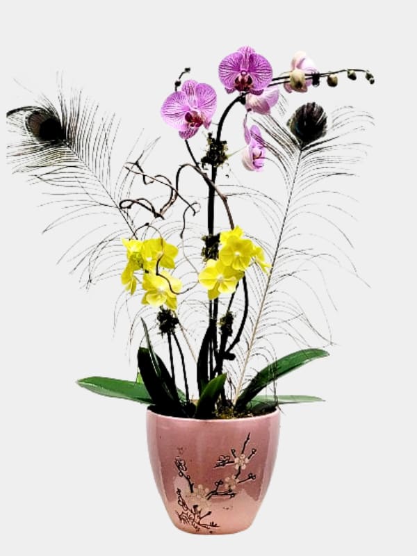 Potted orchid arrangement with pink and yellow blooms