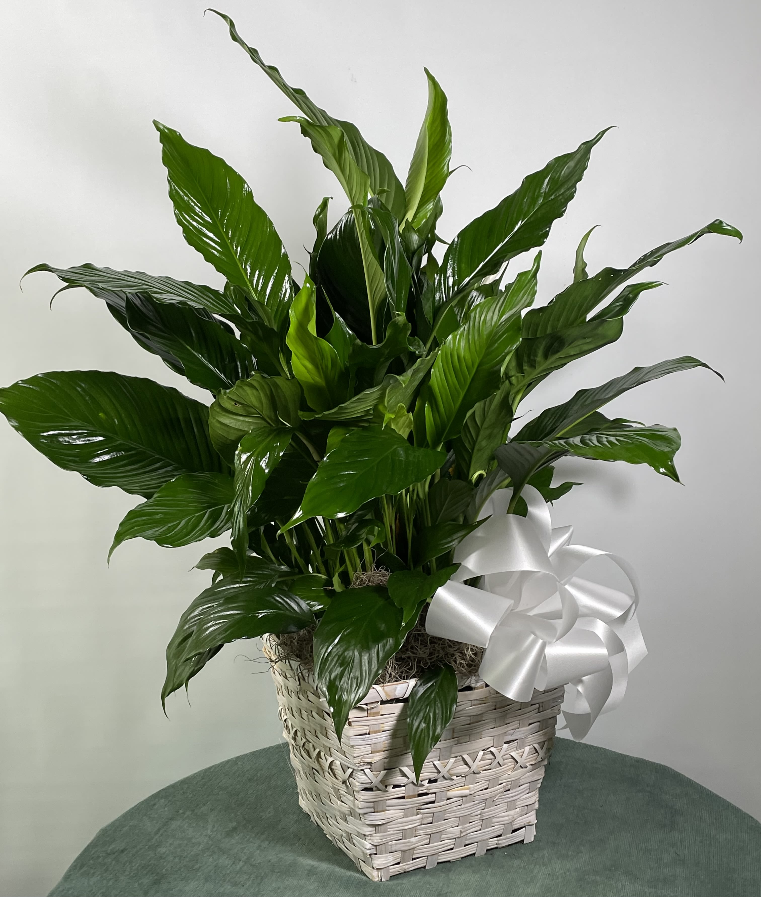 Potted green peace lily in a woven basket with a white ribbon