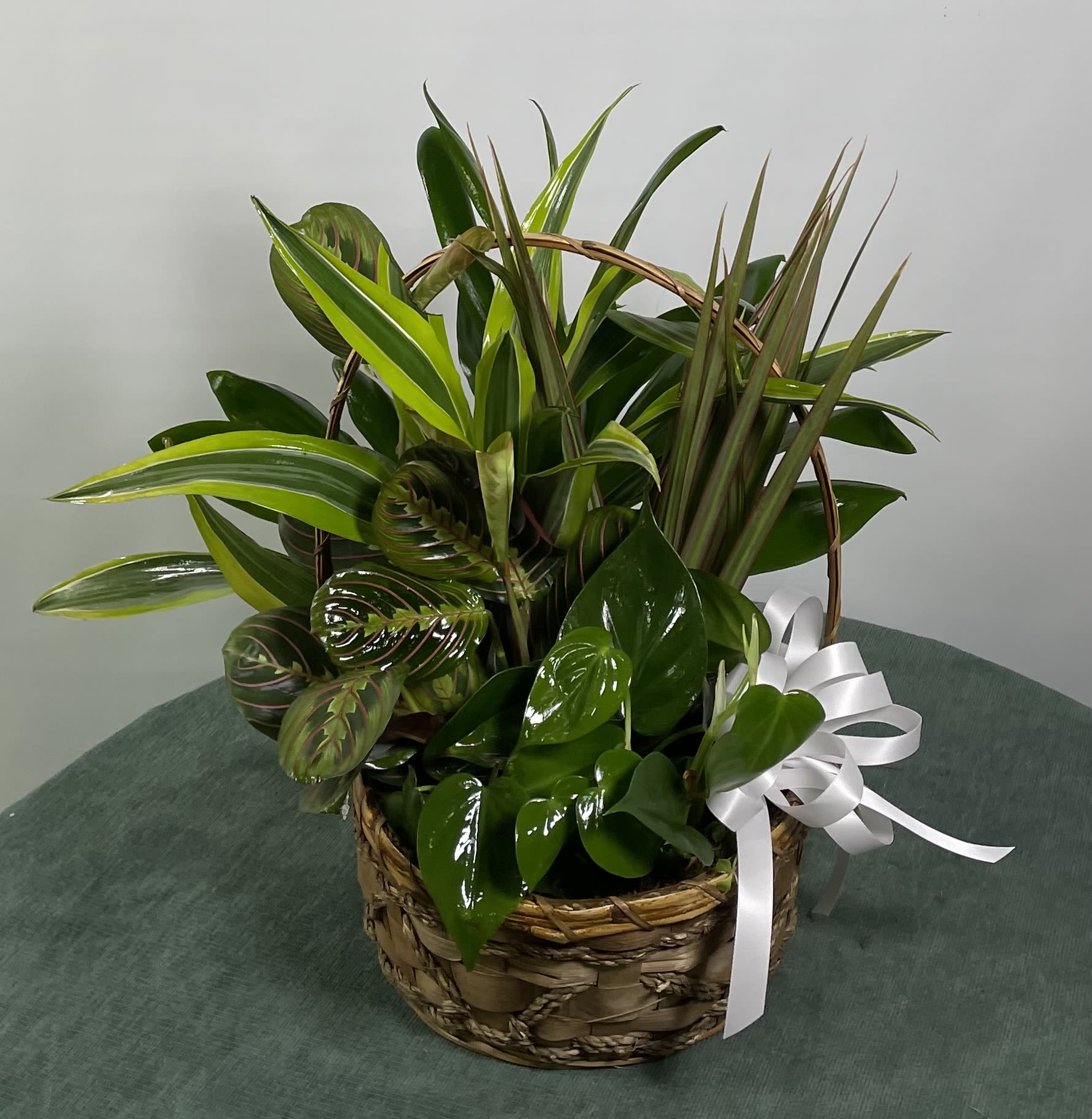 Basket of assorted green houseplants with a white ribbon