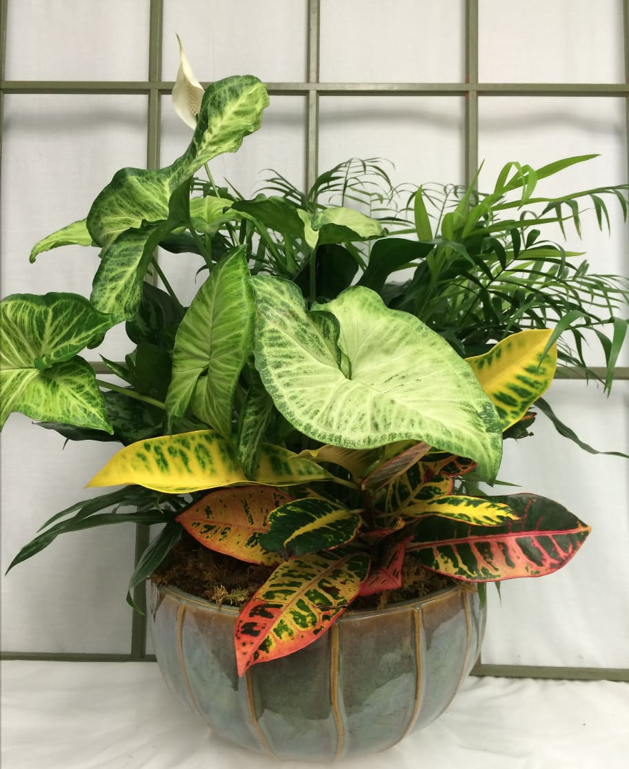 Mixed tropical foliage arrangement in a ceramic pot