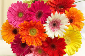 Bright gerbera daisy bouquet in pink, red, orange, yellow, and white