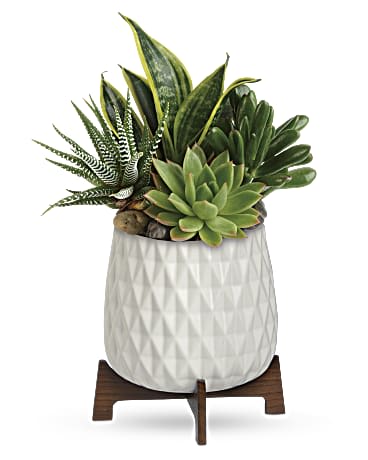 Succulent arrangement in a white textured pot on a wooden stand