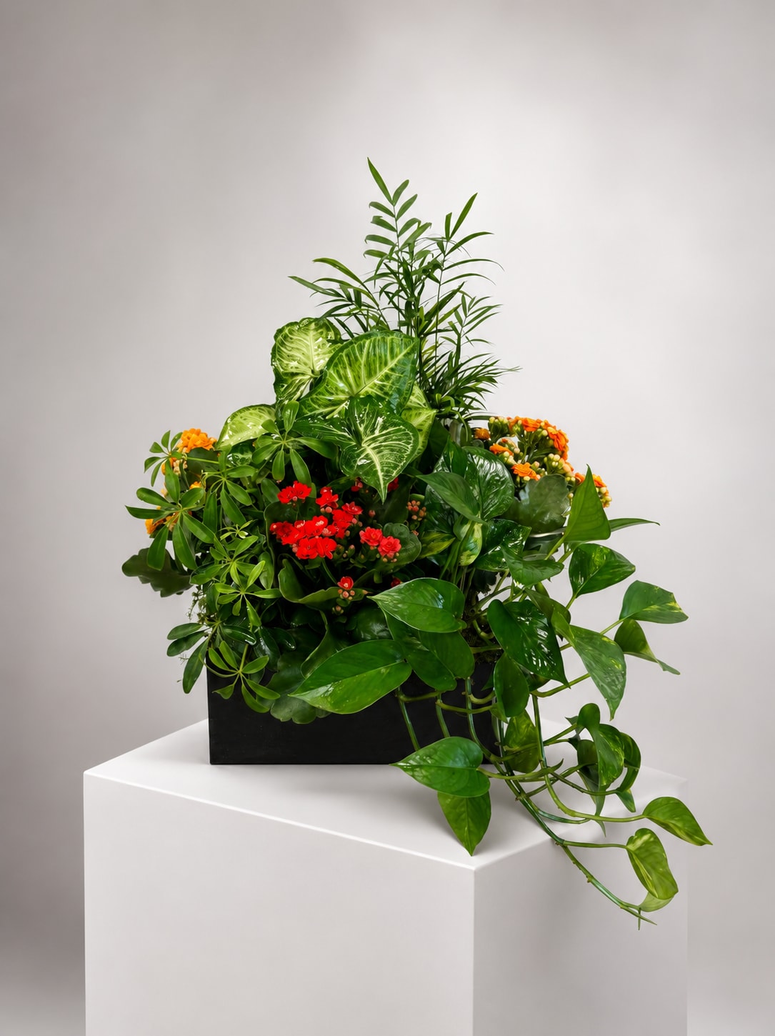 Lush mixed green plant arrangement with small red and orange blooms in a black container