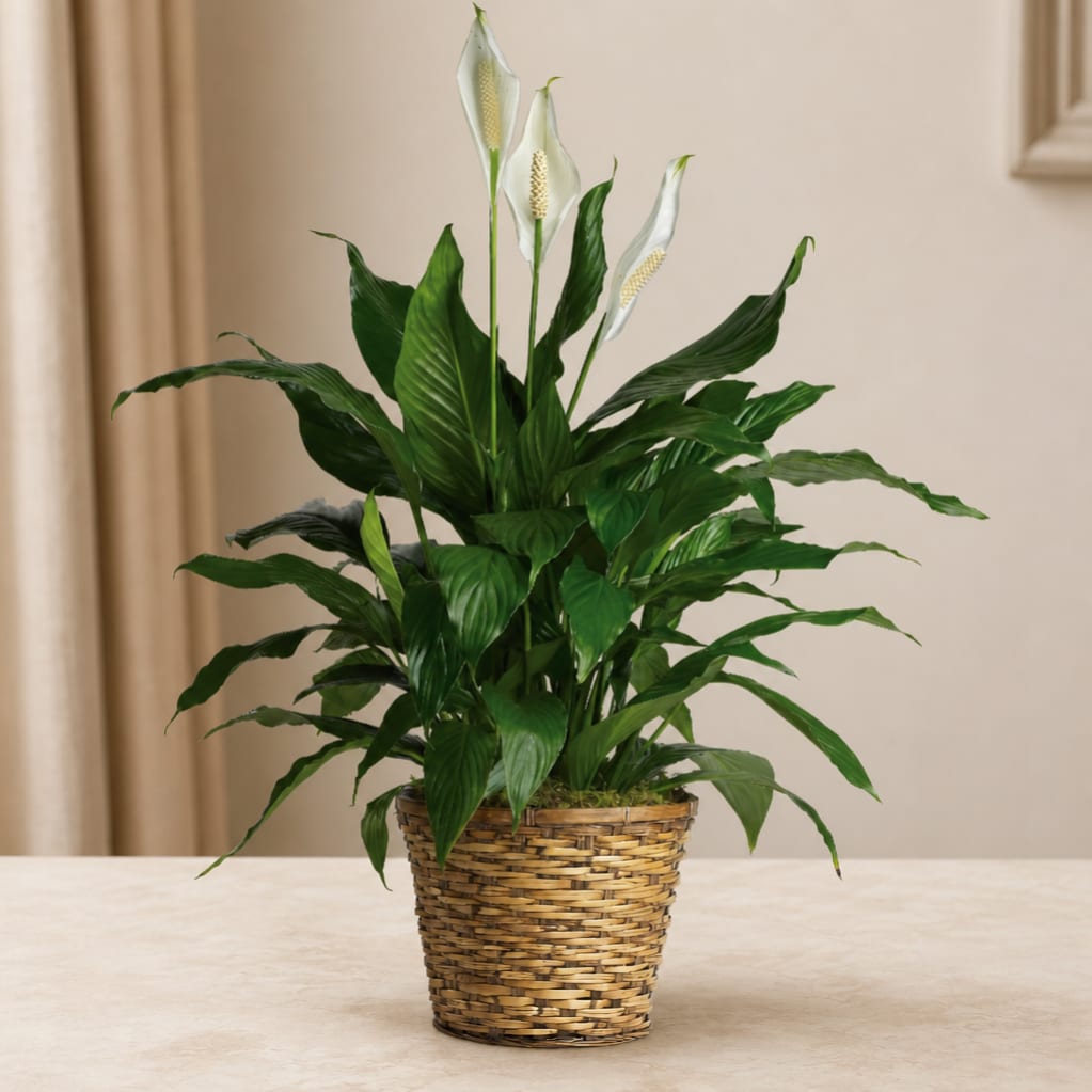 Potted peace lily with white blooms in a woven basket