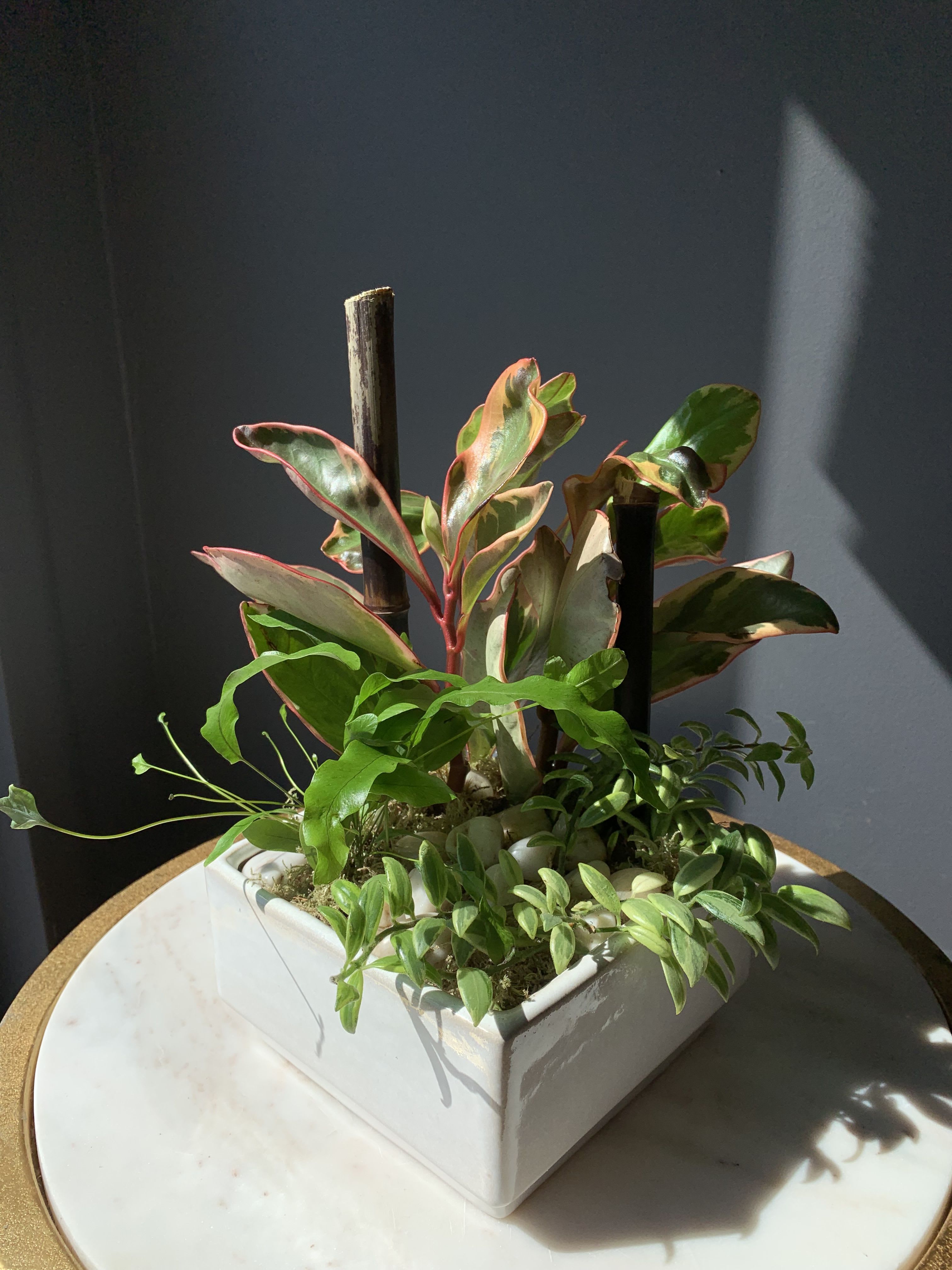 Potted tropical plant arrangement in a white square container