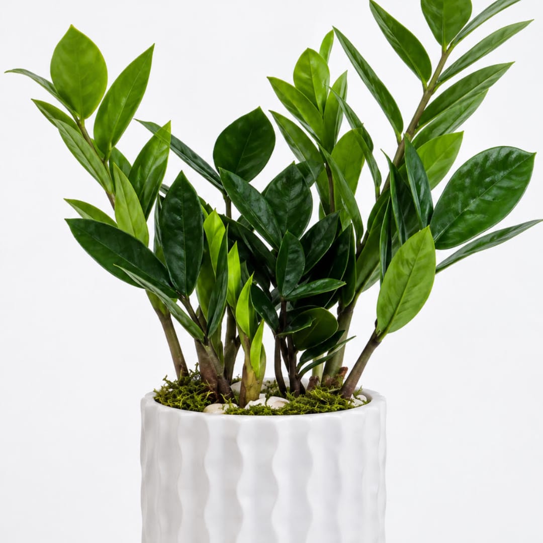 Potted green plant with glossy leaves in a white ceramic planter