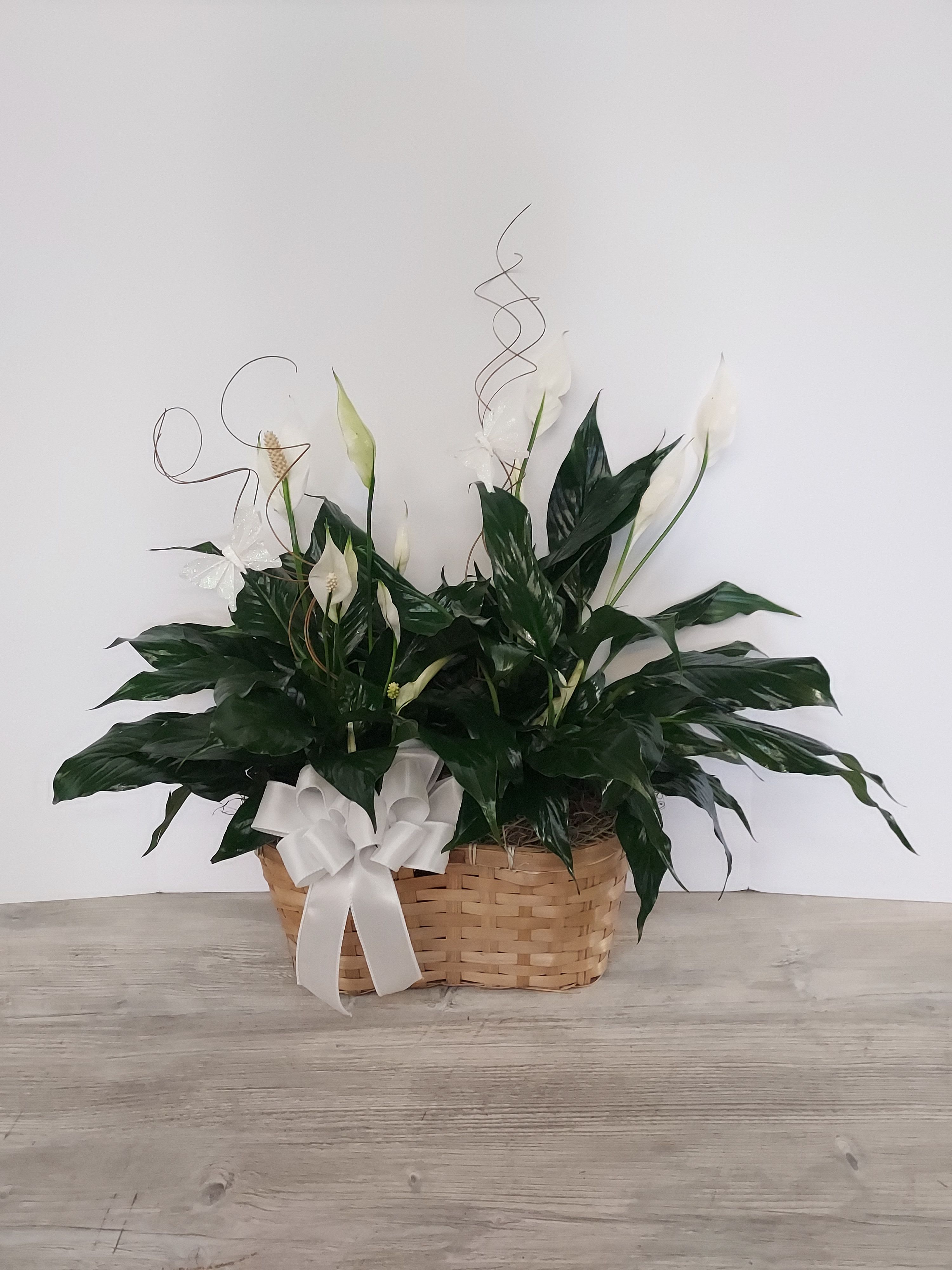 Peace Lily Plant Garden - Two 6" Peace Lily plants decoratively combined in a double basket. 