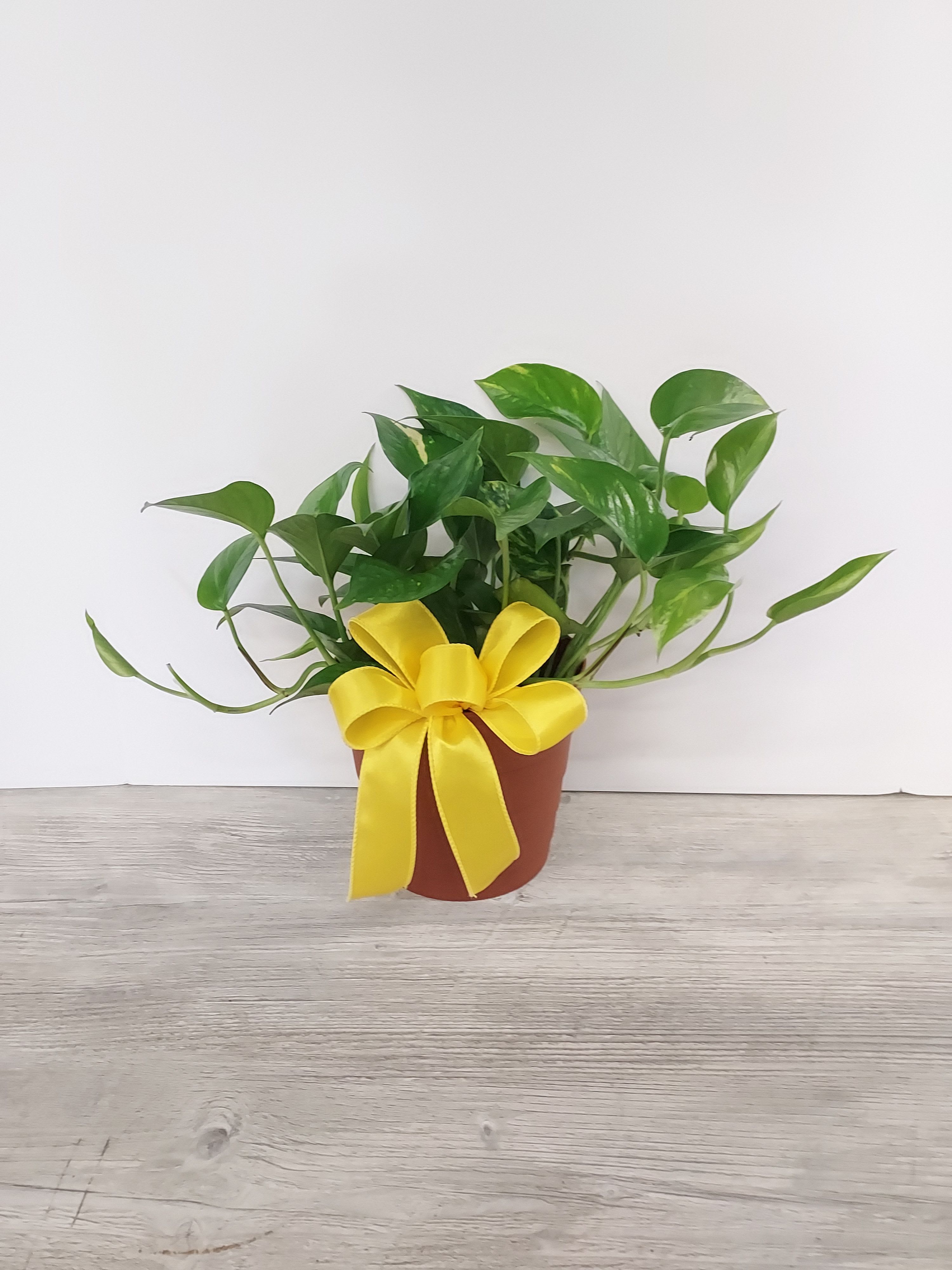 Potted leafy houseplant in a brown pot decorated with a large yellow satin bow