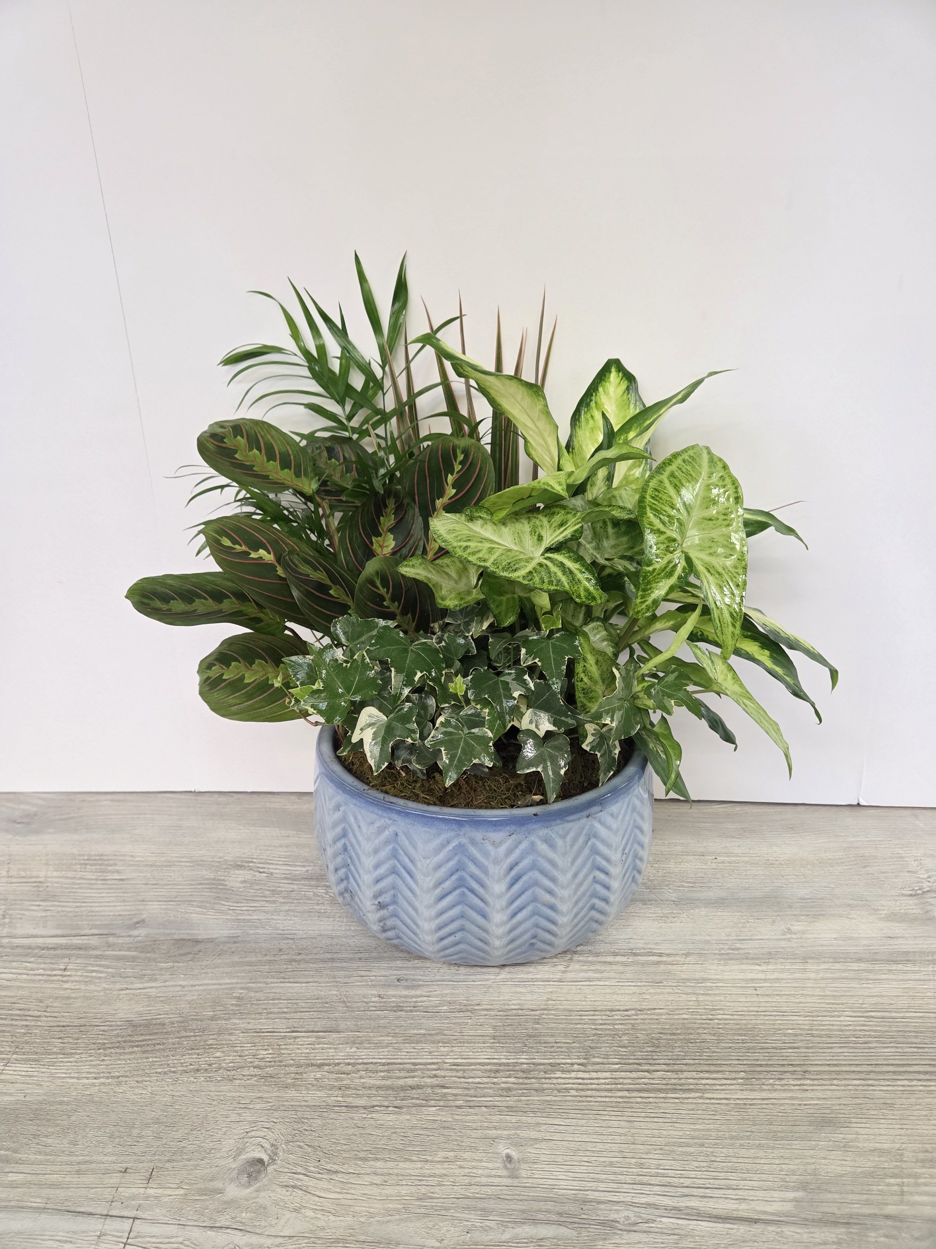 10" Sweet Memory Plant Dishgarden - A lush combination of green plants is an exquisite gift. It's a beautiful way to celebrate shared memories and make wonderful new ones. 