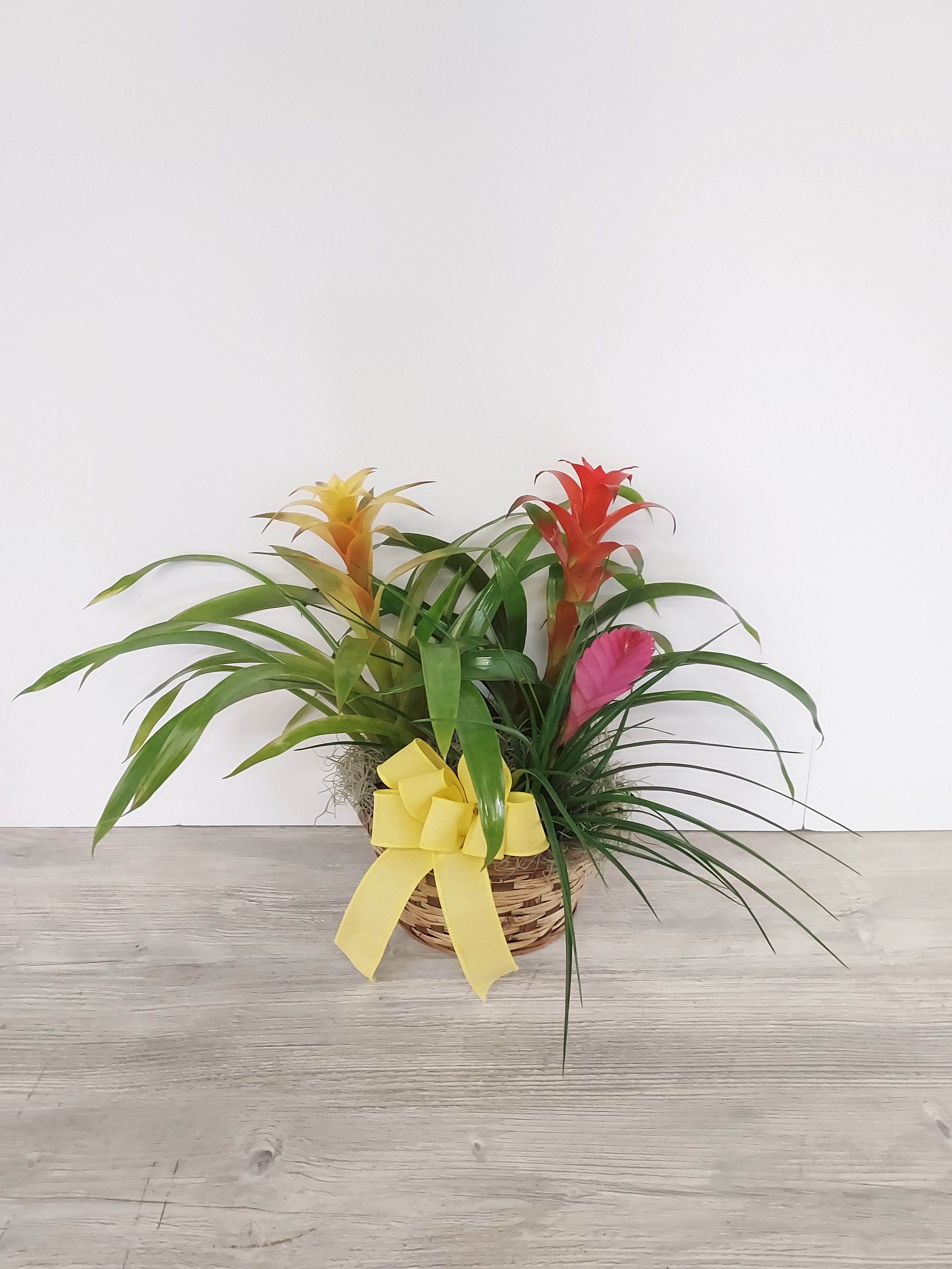 Bromeliad plants with red and yellow blooms in a woven basket with a yellow bow.
