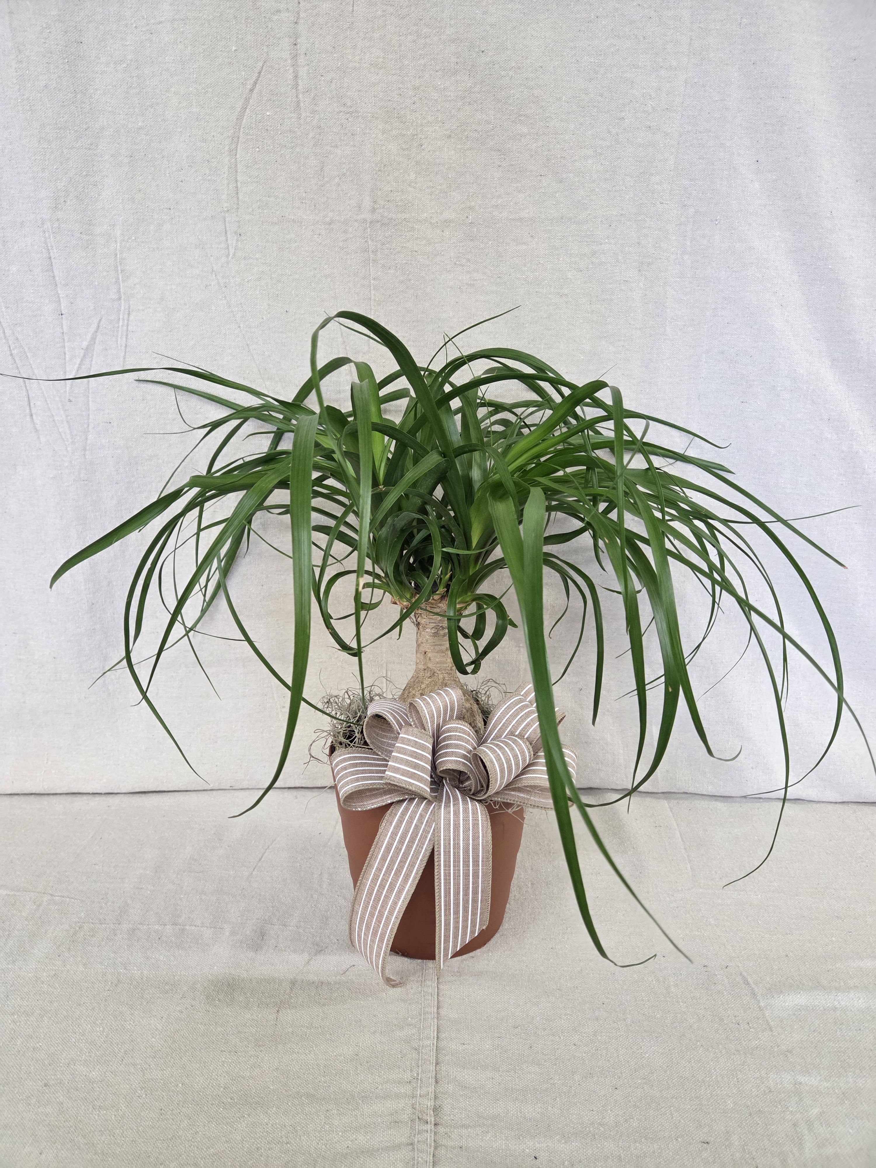 Potted green houseplant with long arching leaves in a terracotta pot with a striped bow