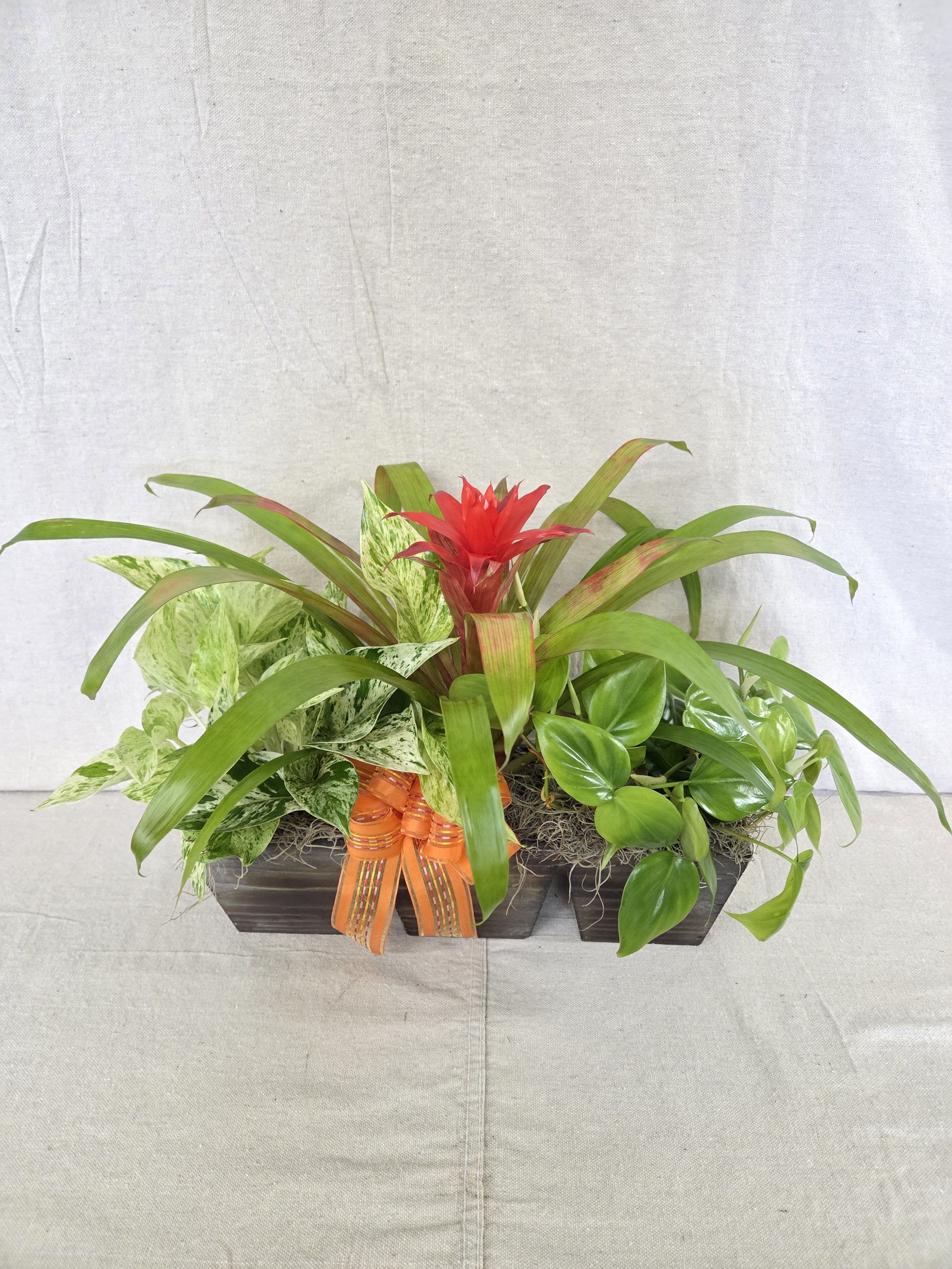 Planter of assorted green houseplants with a red bromeliad bloom and an orange ribbon bow.