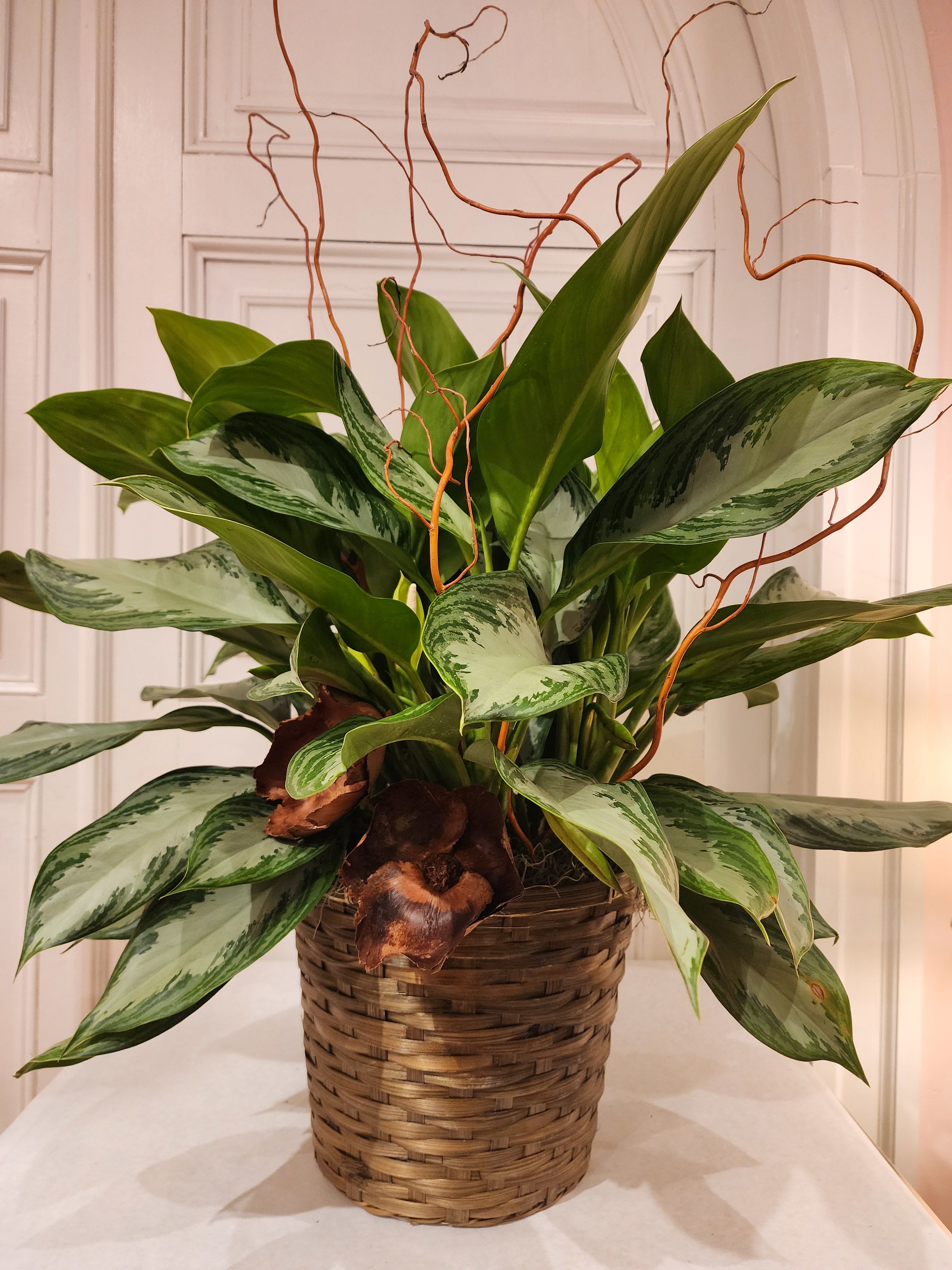 Potted green foliage plant in a woven basket with curly branches