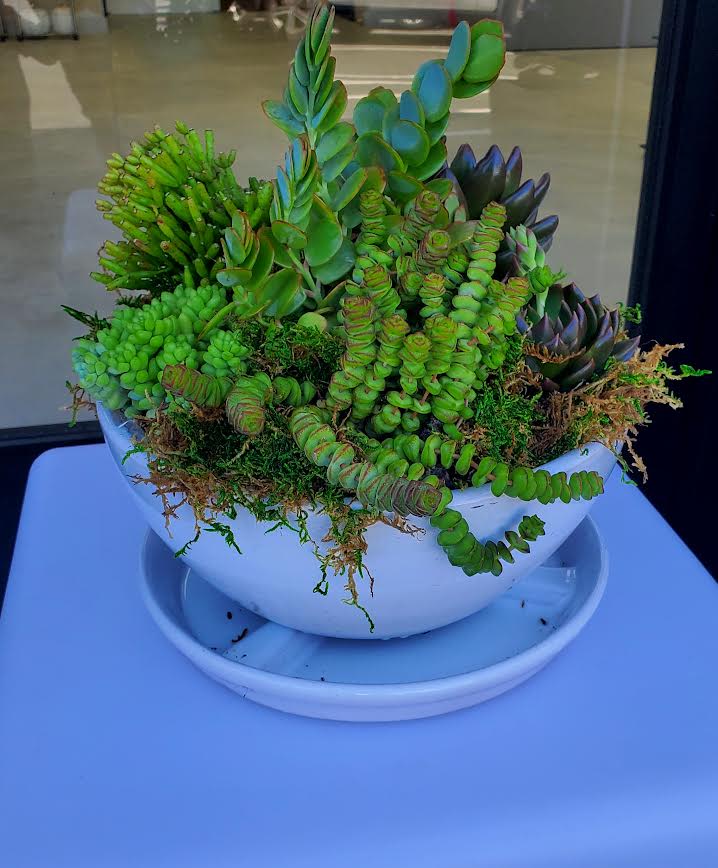 Assorted green succulents in a white ceramic bowl with matching saucer