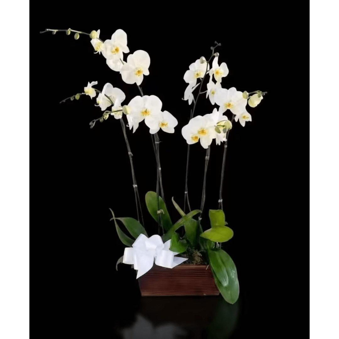 White orchid arrangement in a rectangular wooden planter with a white bow