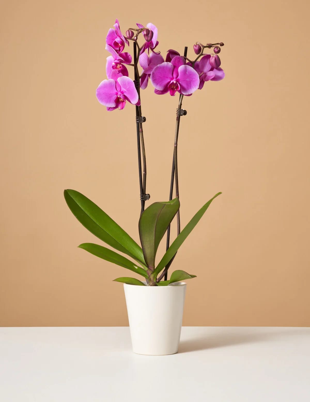 Potted orchid with bright pink blooms in a white pot
