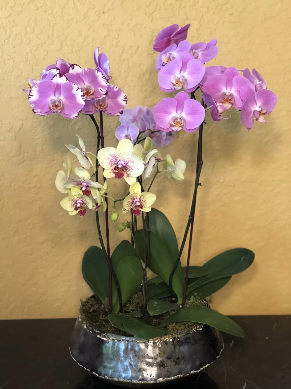 Orchid Elegance - Graceful and enduring, our Orchid Elegance planter is a study in refined beauty. Exquisite Phalaenopsis orchids in soft blush and creamy ivory hues rise elegantly from a bed of natural moss, their delicate blooms arching with timeless sophistication. Presented in a lustrous silver vessel, this living arrangement is as much an objet d’art as it is a floral display—bringing a touch of cultivated serenity to any interior.  With their long-lasting blooms and understated grandeur, these orchids embody the artistry and heritage of Savington &amp; Hill, making them a perfect gift of elegance or a distinguished addition to one’s own home.
