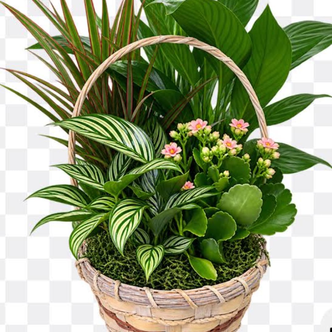 Mixed potted plants in a woven basket with small pink flowers