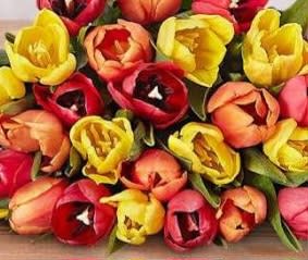 A close-up bouquet of red, yellow, and orange tulips