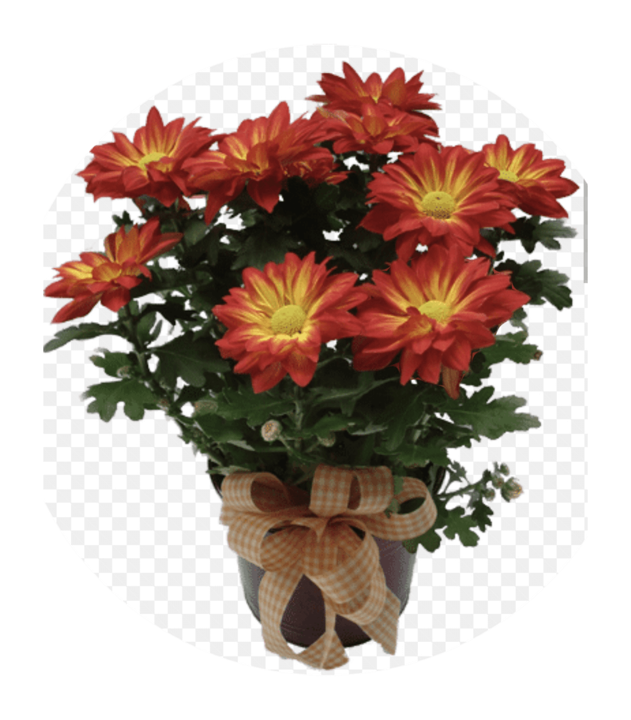 Potted red and yellow chrysanthemums with a plaid bow