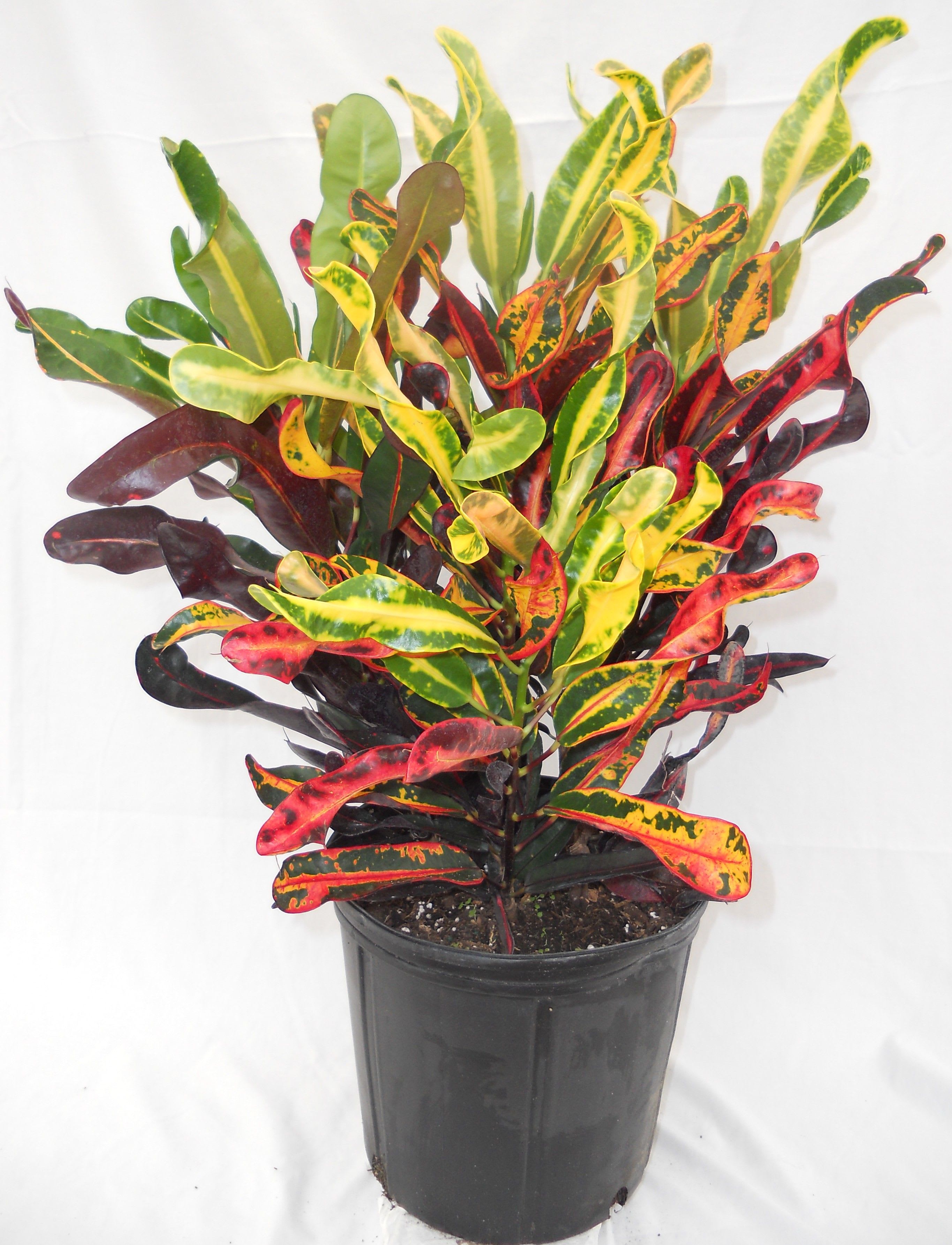 Potted croton plant with multicolored red, yellow, and green leaves