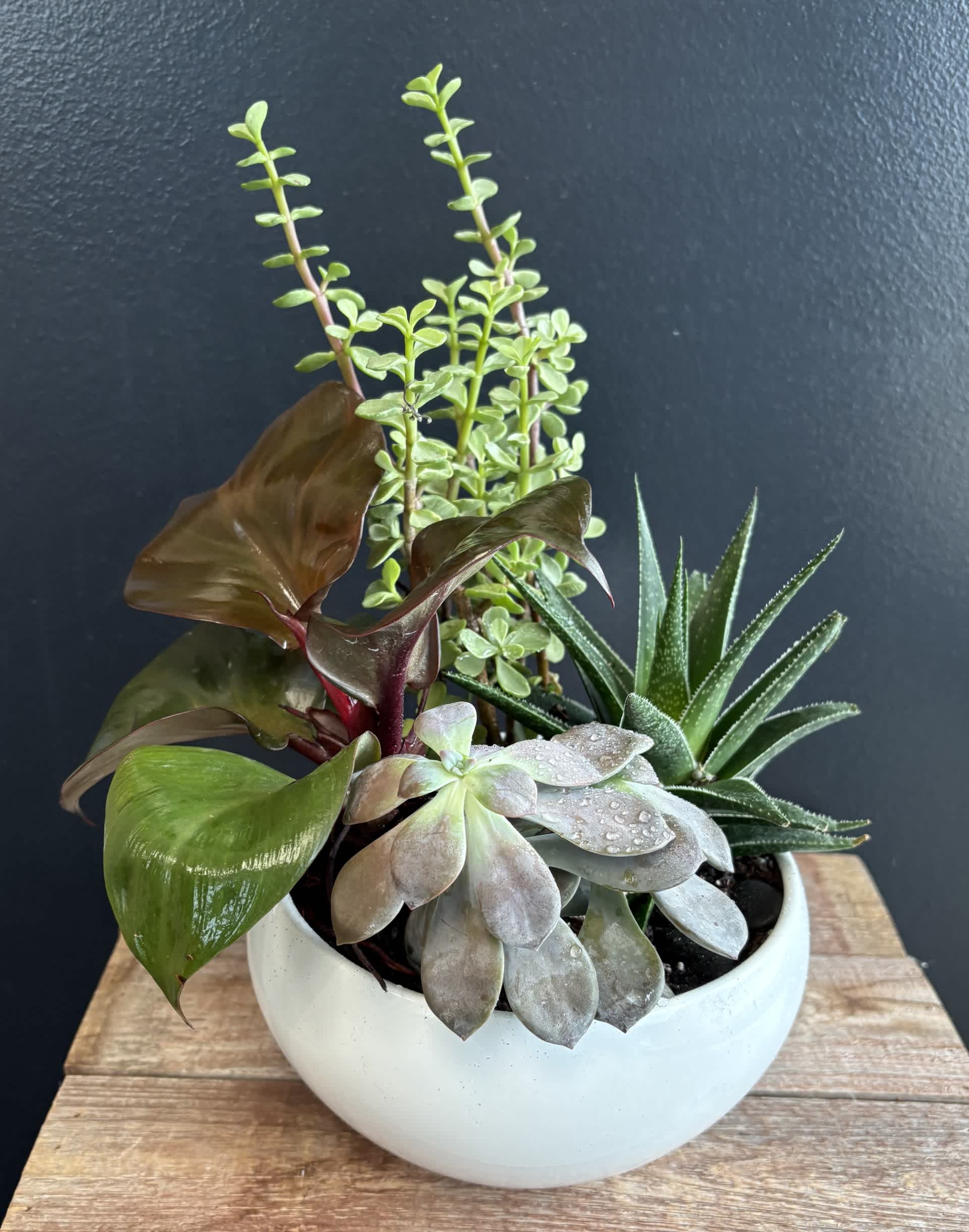 Mixed succulent plants in a white ceramic bowl planter