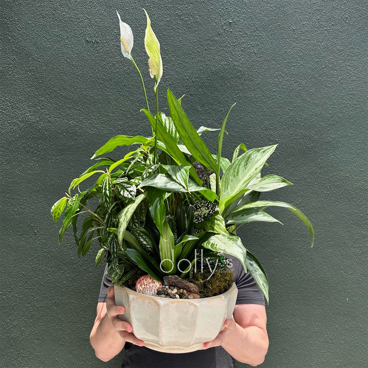 12" Dish Garden - A sculptural, serene statement piece, this extra large dish garden brings lush greenery and graceful white peace lily spathes to any room-perfect as a "just because" gift or a thoughtful sympathy or funeral arrangement. The upright white spathes rise above a layered carpet of foliage, giving the planting a calm, uplifting presence that comforts and soothes the person you're thinking of.  Arranged in a wide ceramic bowl planter, each composition is unique in design and pottery. The planting includes healthy tropical foliage and peace lilies set into a bed of moss, with decorative pebbles and small shells tucked around the base for a natural, terrarium-like finish. The mix of greens and crisp white spathes creates a fresh, elegant palette that complements home or office decor.  Built to last longer than cut flowers, this dish garden is ideal for someone who appreciates living gifts-it brings quiet beauty and low-maintenance greenery to a bedside, mantel, or entry table. Because each bowl is one-of-a-kind, slight variations in plant placement and ceramic style make the piece feel personal; light, consistent watering and bright, indirect light will keep the plants healthy.