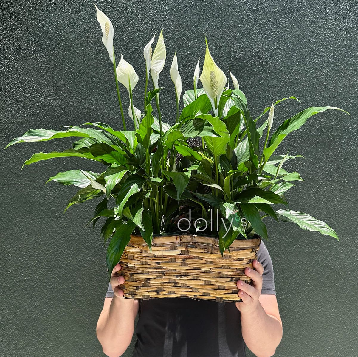 Double Peace Lilies - Pure white peace lily spathes rise above glossy green foliage in a fresh, calm display perfect for housewarming, sympathy, or a thoughtful get-well gift. This flower arrangement features two tall peace lilies arranged upright in a woven basket planter, the clean white blooms creating a tranquil contrast against deep green leaves so the person you're thinking of will feel comforted and cared for.  The arrangement is planted directly in a natural woven basket that gives a rustic, ready-to-display look for tabletops, entryways, or bedside tables. The piece is full and upright with several prominent white lilies and dense foliage that hides the soil for a polished finish. Each basket is one-of-a-kind in its weave and plant placement, so slight variations in shape and texture are part of the charm; care is simple-bright, indirect light and moderate watering to keep the soil evenly moist.