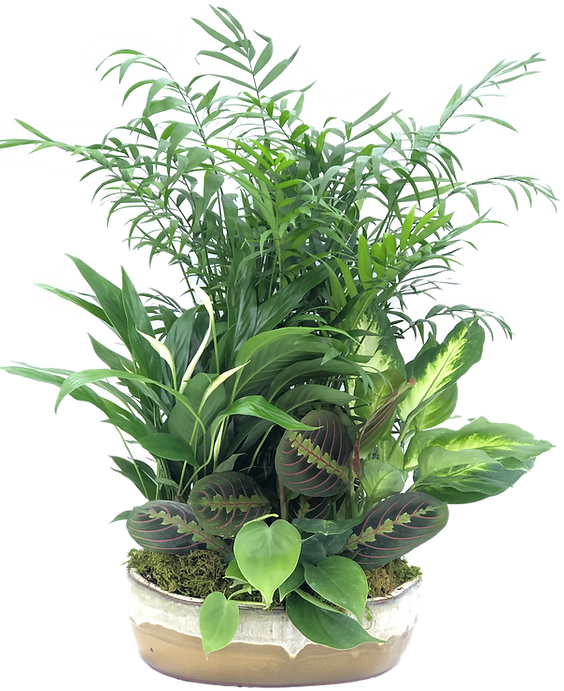 Mixed green potted plants arranged in a low ceramic bowl