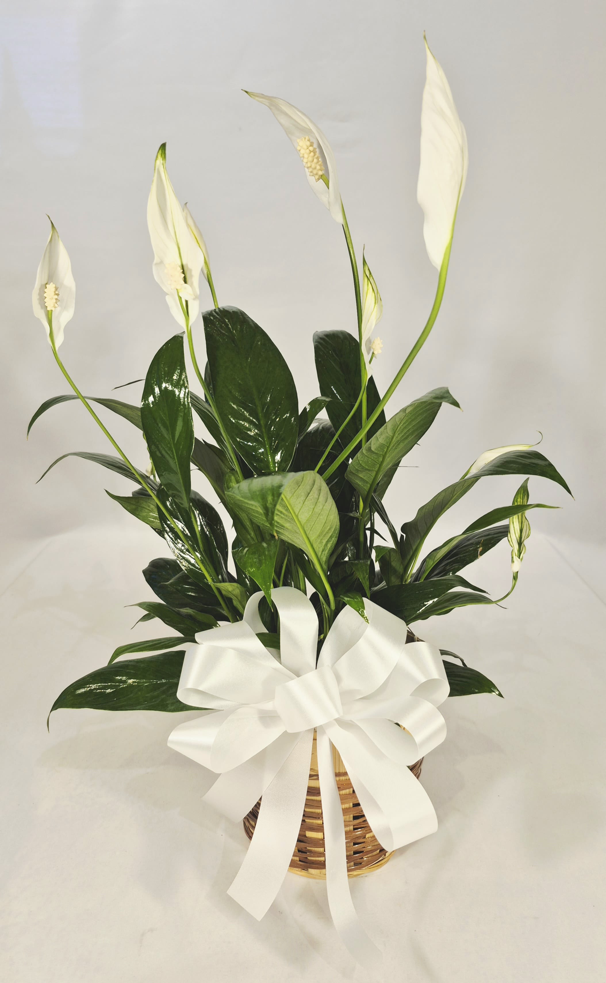 Peace Lily Plant  - A lush peace lily plant with glossy green leaves and graceful white spathes brings calm and quiet beauty-an ideal sympathy plant or anniversary gift that also suits birthdays, get-well wishes, graduations, and "just because" moments. This 6" peace lily in a woven basket planter reads as thoughtful and serene, the clean white blooms and dense foliage promising a soothing presence for someone you care about.  Placed in a natural wicker basket with a simple bow, the compact plant fits on a desk, bedside table, or entryway shelf and complements home or office décor. Its broad, shiny leaves and upward-reaching spathes create a fresh, airy look that makes a strong yet understated statement of comfort and care.  