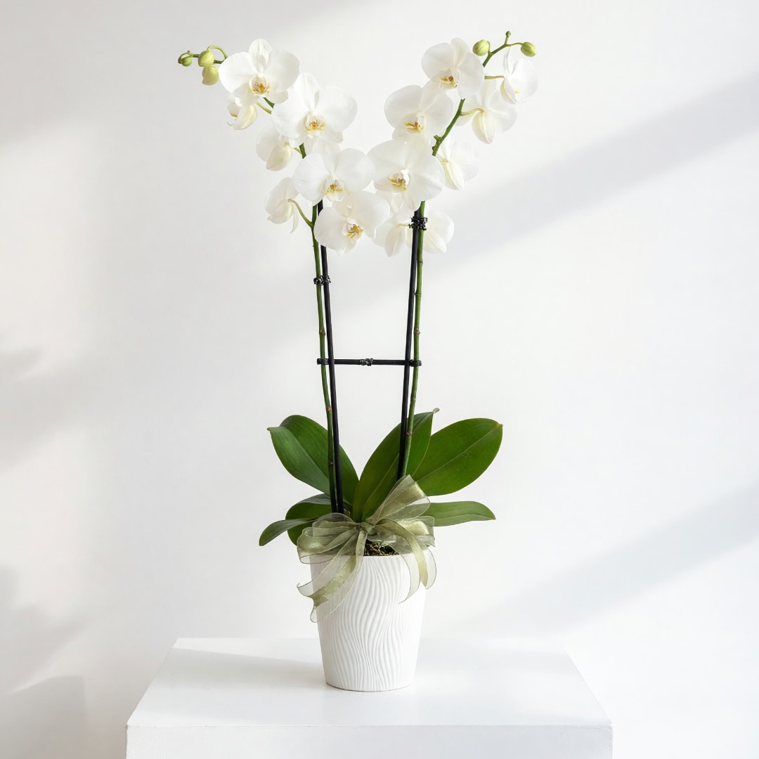 White orchid plant in a white pot with a ribbon bow