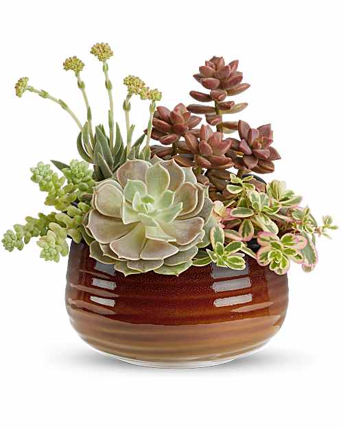 Teleflora's Rustic Succulent Garden - Teleflora's Rustic Succulent Garden brings a serene, sculptural beauty to fall, with soft greens and natural textures gathered in Teleflora's Rustic Ember Bowl. Its warm, glazed, food-safe design creates a modern centerpiece that feels both grounded and effortlessly refined.
