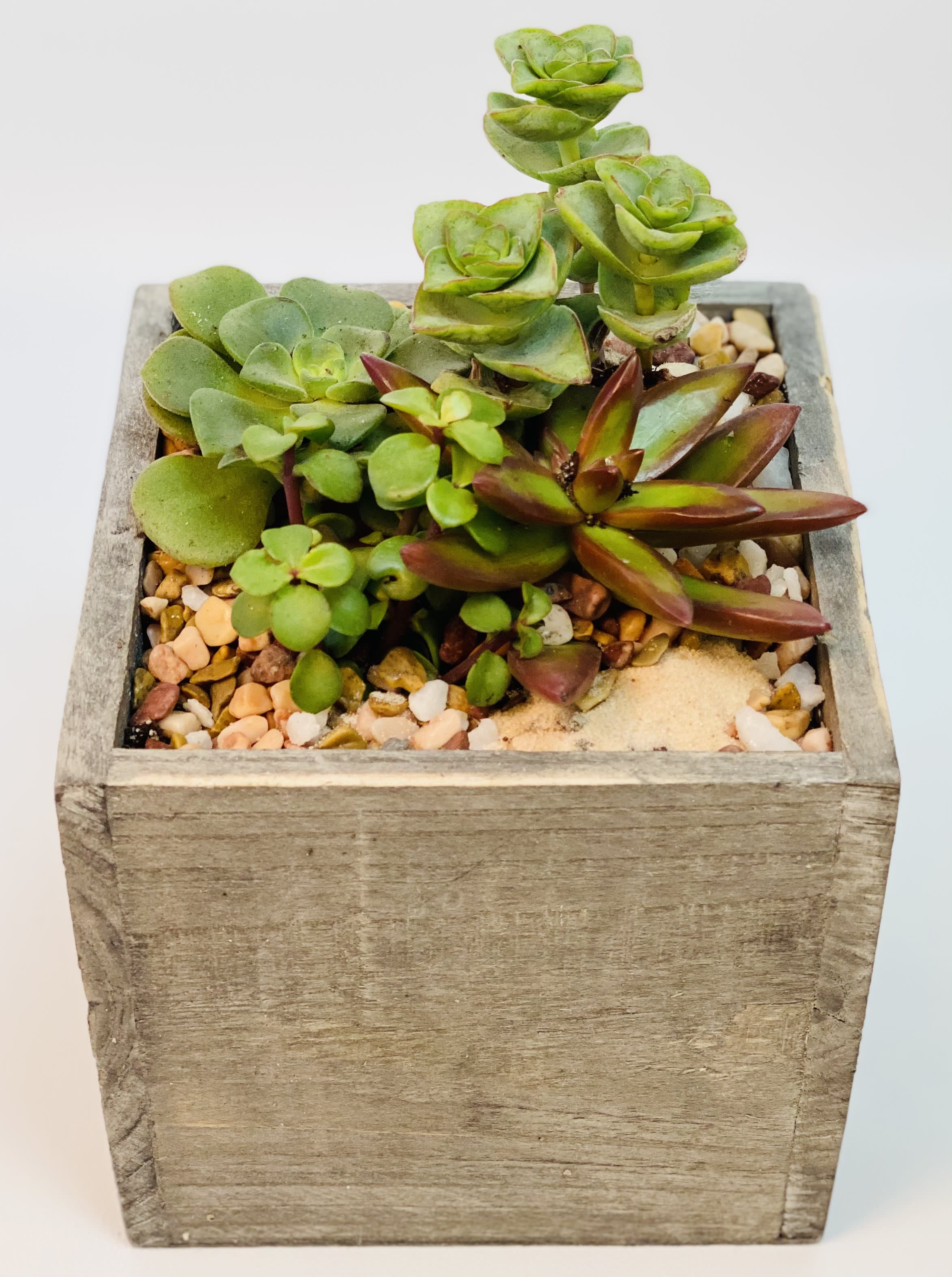 Succulent arrangement in a square wooden planter with decorative pebbles