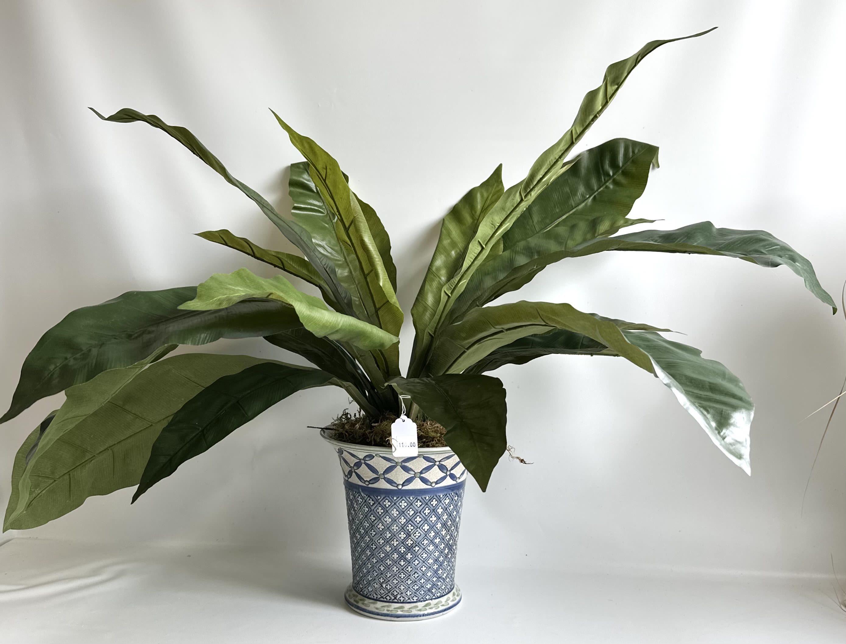 Potted plant with long broad green leaves in a blue patterned ceramic pot