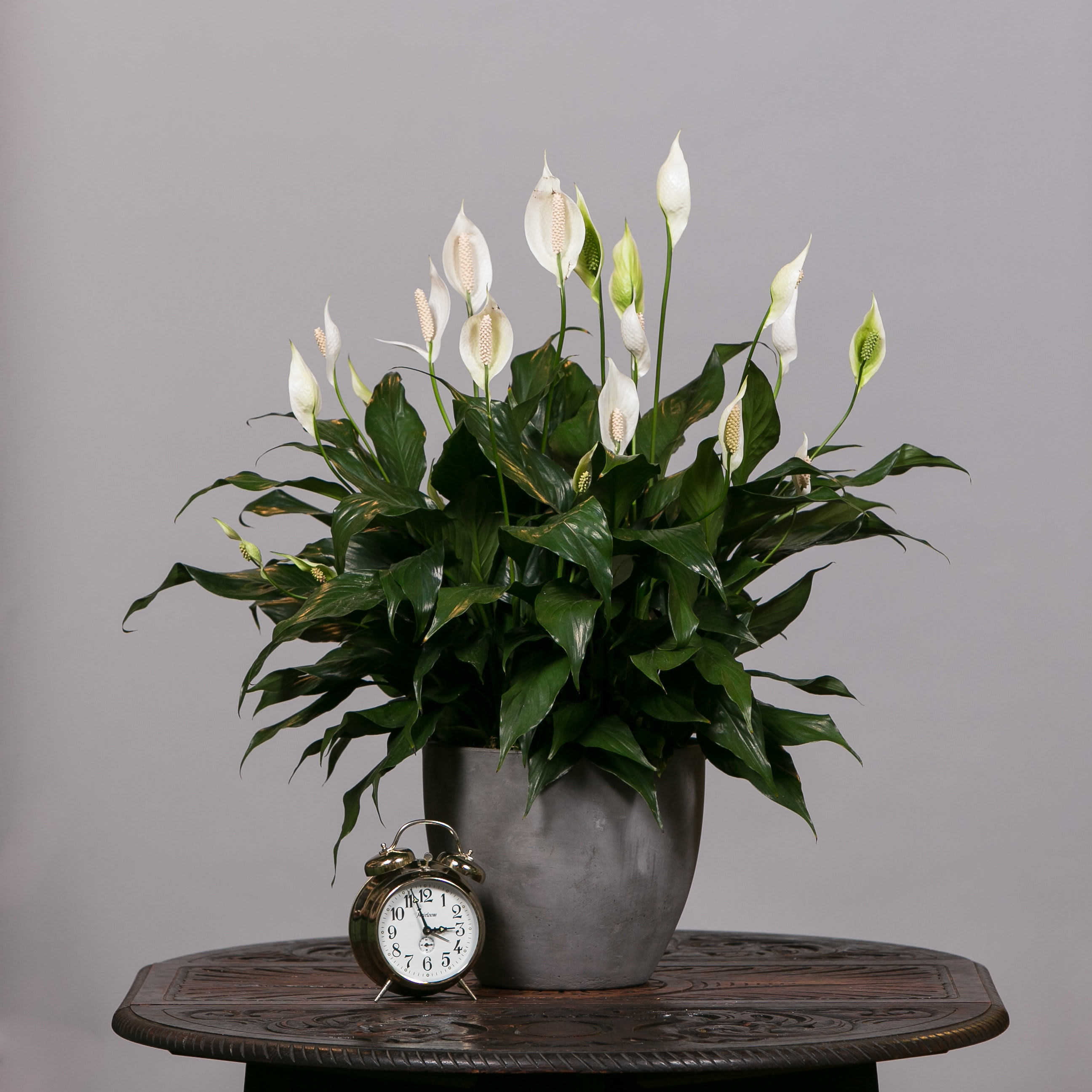 White peace lilies in a gray pot with a small alarm clock