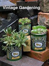 Succulent plants arranged in vintage Golden Gardening tins