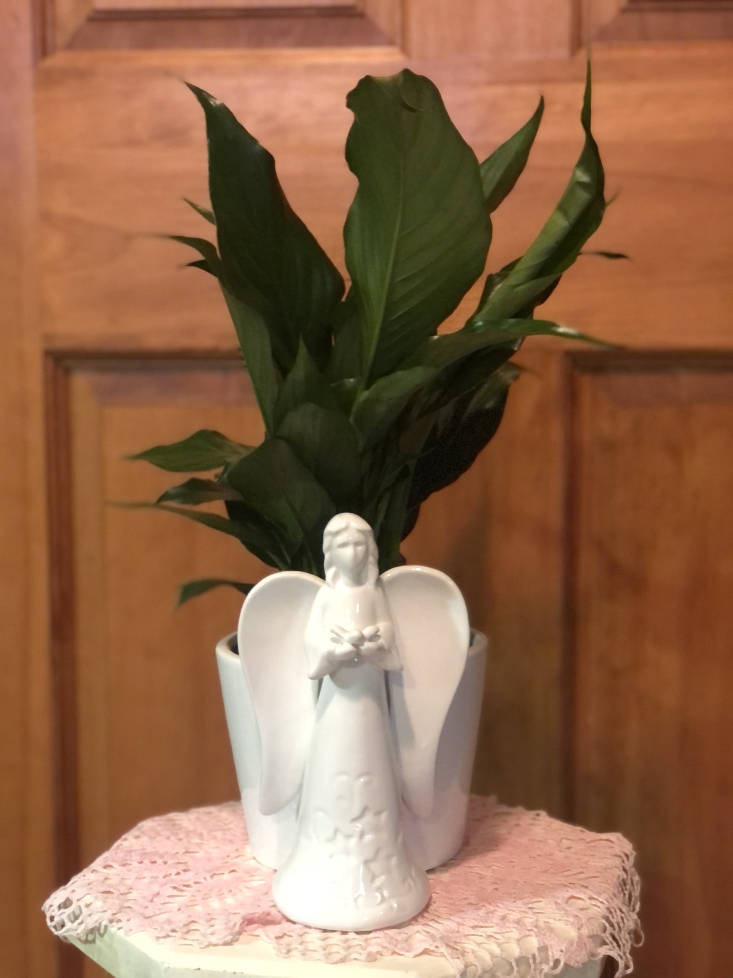 Potted green plant with a white ceramic angel figurine in front on a lace-covered stand