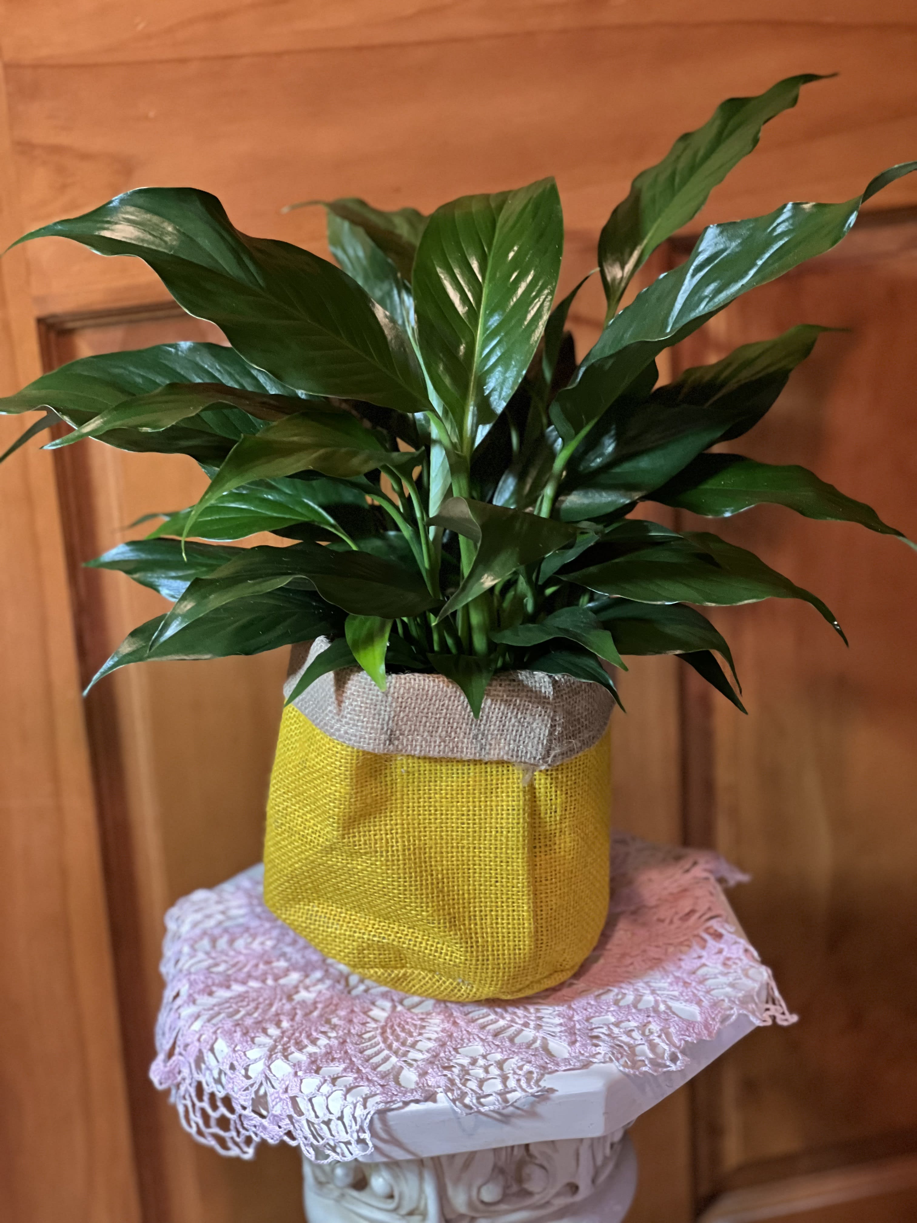 Potted green houseplant in a yellow fabric wrap