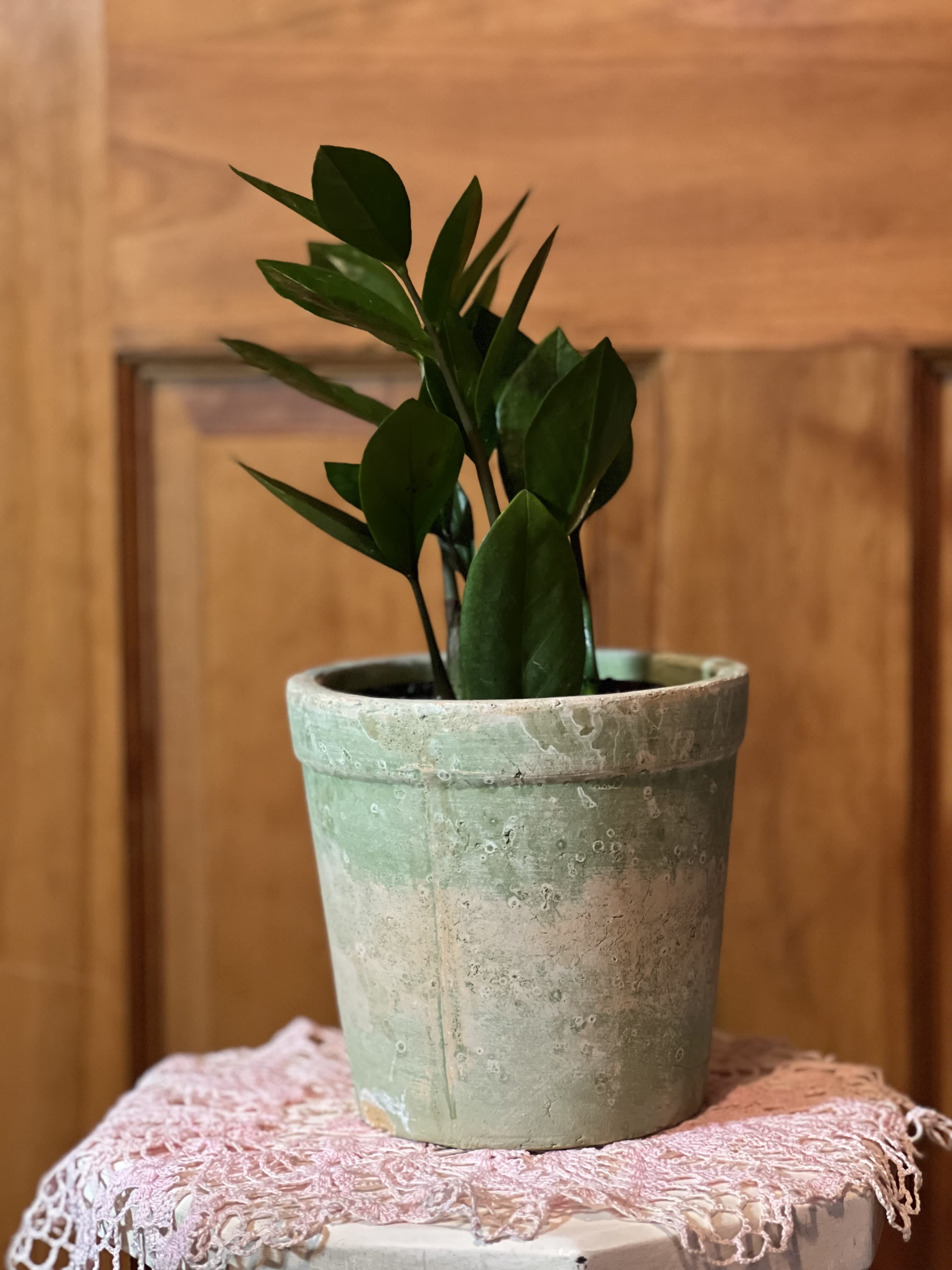Potted green houseplant in a weathered ceramic pot