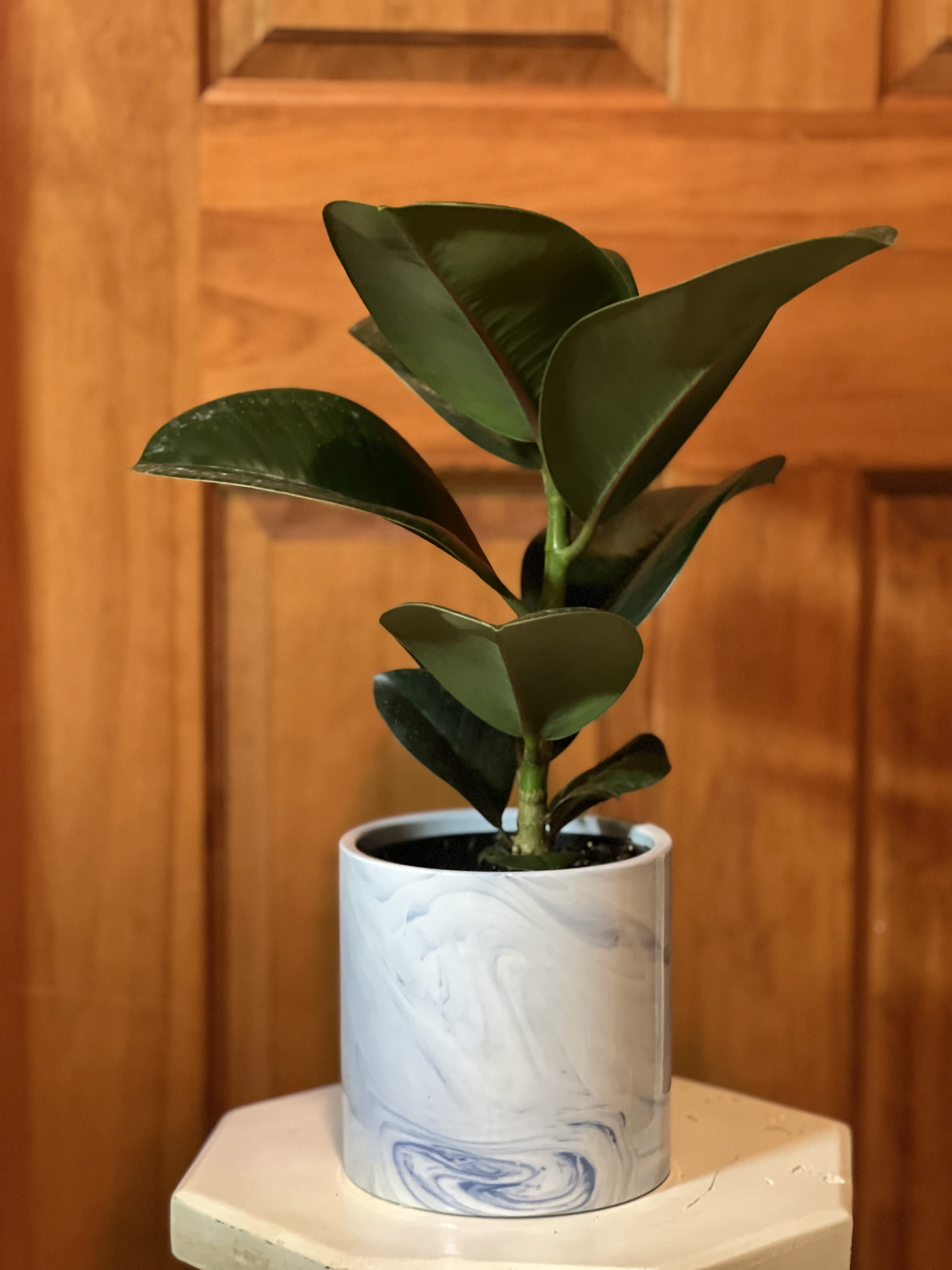 Potted rubber plant in a white marbled planter