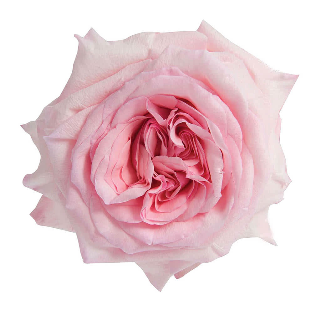Single pale pink rose bloom on a white background