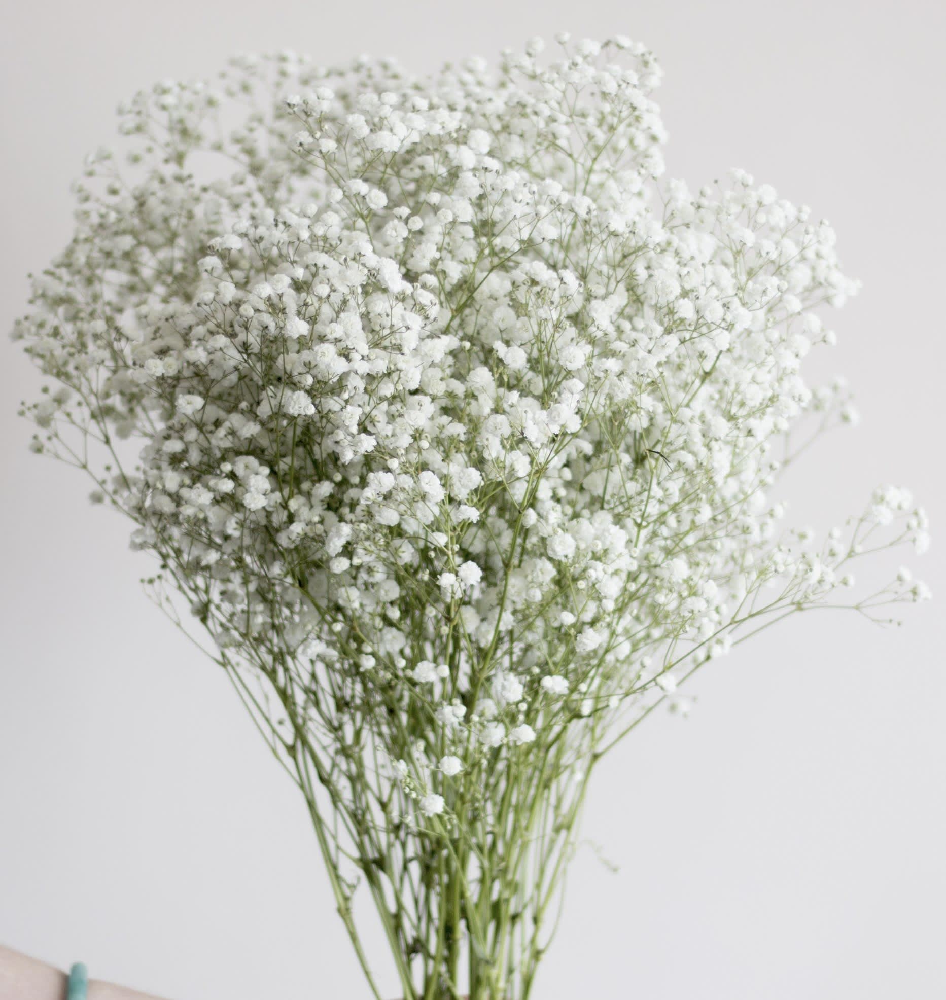 Bunch of tiny white flowers on thin green stems against a light background