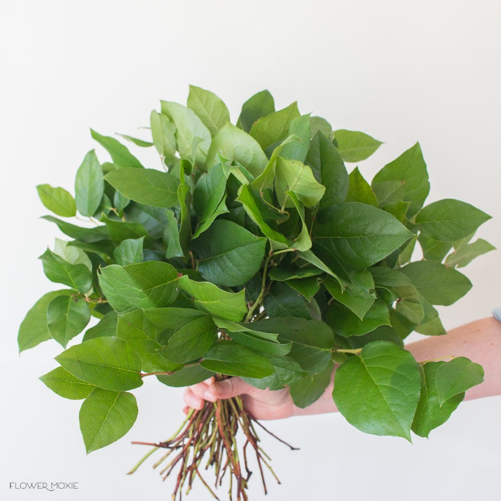 Hand holding a large bundle of fresh green leafy stems against a light background