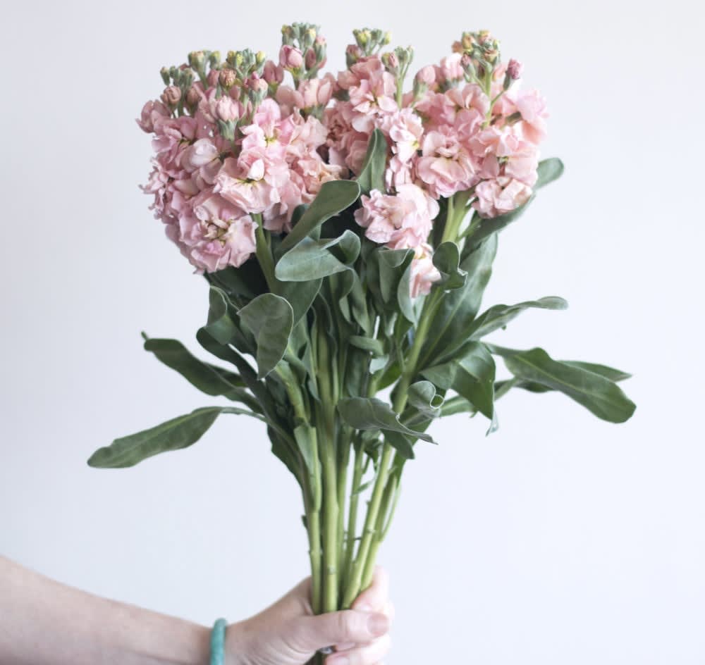 Hand holding a bunch of light pink stock flowers with long green stems