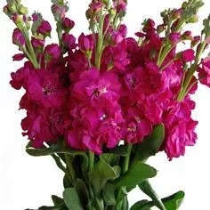 Bouquet of magenta stock flowers with green stems