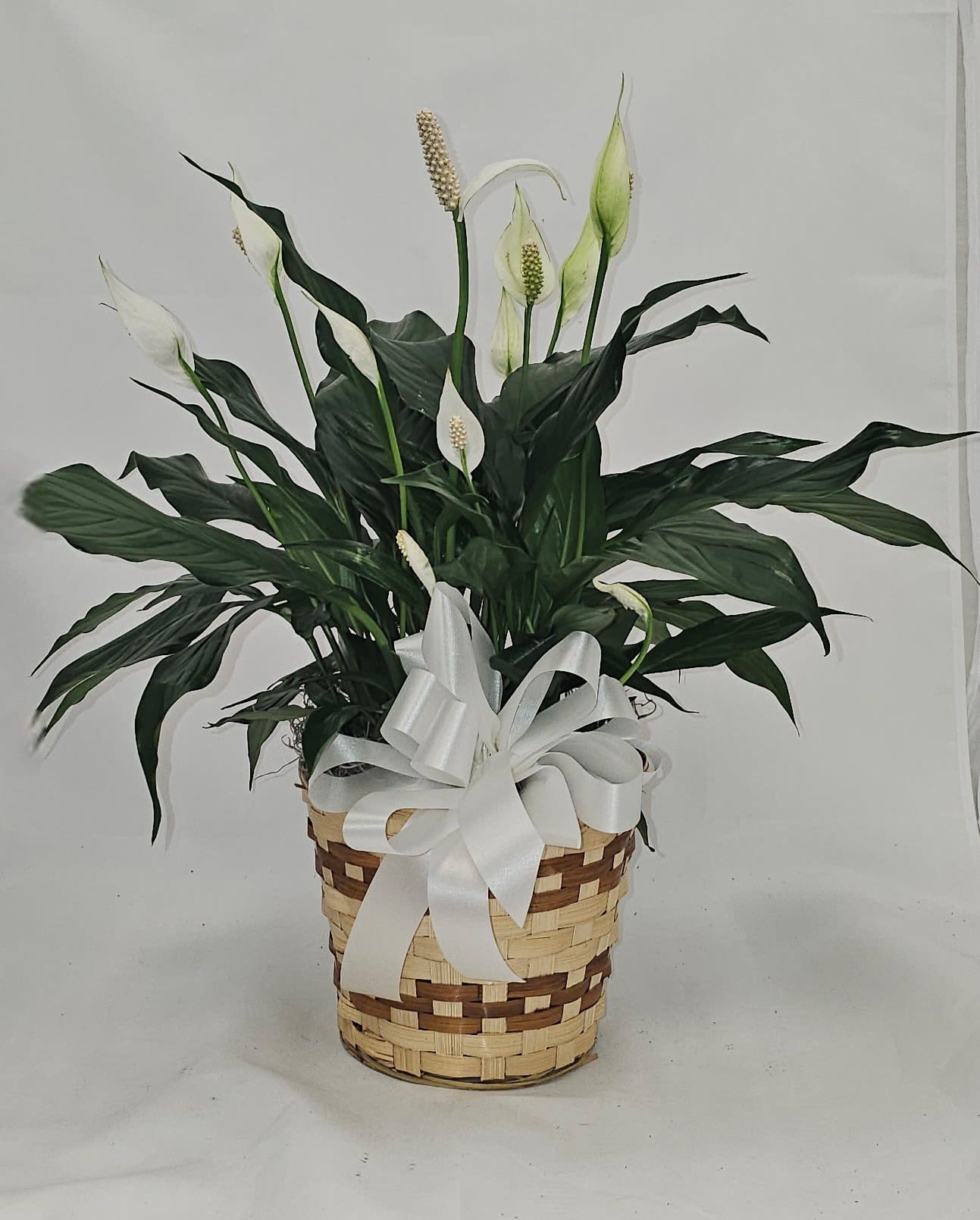 Medium Peace Lily - A lush peace lily plant with glossy dark green leaves and elegant white spathes makes a calm, meaningful gift for sympathy, housewarming, or a simple thank-you. The clean indoor-plant look and understated white blooms give the person you're thinking of a quiet reminder of care and comfort.  Tucked into a woven basket and finished with a large white ribbon, this medium peace lily arrives ready to display-no extra wrapping needed. Its broad foliage and upright white flowers add sculptural texture to a shelf, entryway table, or bedside stand, bringing fresh greenery without fuss.  Perfect for someone needing a gentle lift or to mark a new home, the peace lily thrives in indirect light and appreciates regular, moderate watering; the woven basket provides a warm, gift-ready presentation and fits most medium plant spaces.