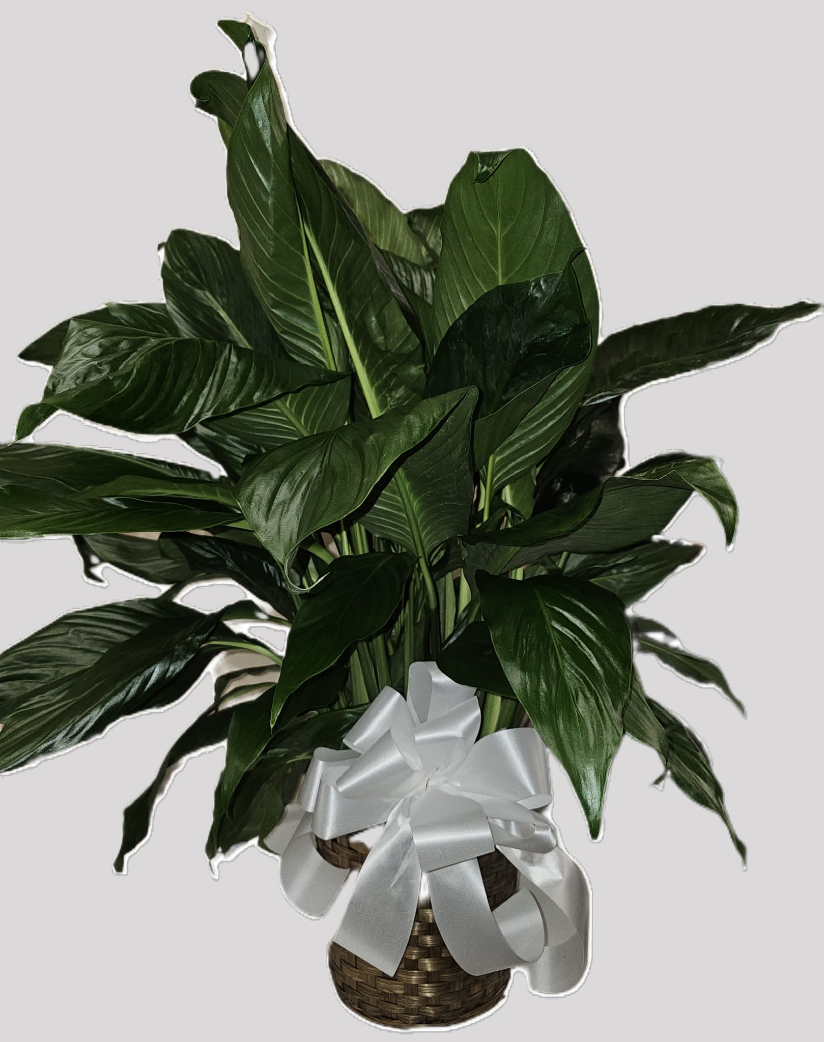 Large Peace Lily - A lush, upright peace lily plant arranged in a woven basket-an elegant green and white gift perfect for housewarming, sympathy, or a thoughtful thank-you. The broad glossy leaves and the plant's full, sculptural silhouette create a calm, restorative presence that will make the person you're thinking of feel cared for and seen.  This large potted plant comes neatly presented in a natural woven basket and finished with a white satin ribbon for a clean, timeless look that fits into any decor. The arrangement features healthy, deep-green foliage and the classic white bloom accents of a peace lily (when in season), offering both texture and a soft contrast of color.  A meaningful choice for someone settling into a new home, recovering, or in need of a comforting gesture-this plant brings long-lasting living beauty rather than cut flowers. Place in bright, indirect light and water when the top inch of soil feels dry to keep the leaves glossy and vigorous; sizing and exact care details are provided at checkout.