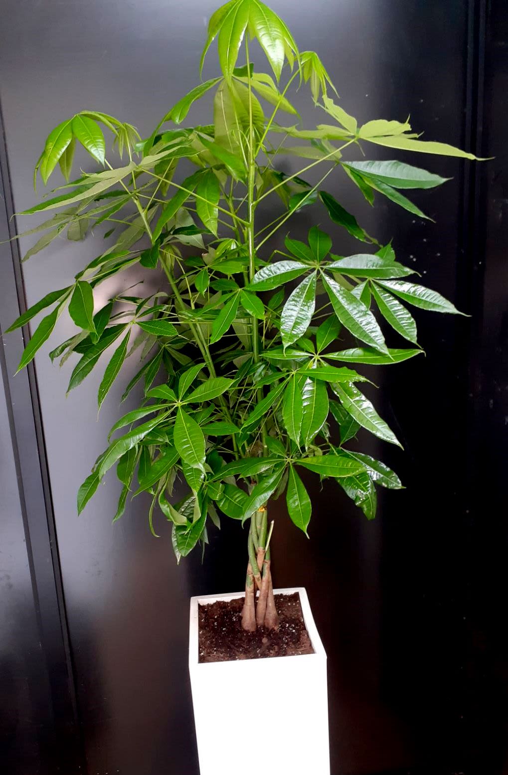 Potted money tree plant with glossy green leaves in a white planter