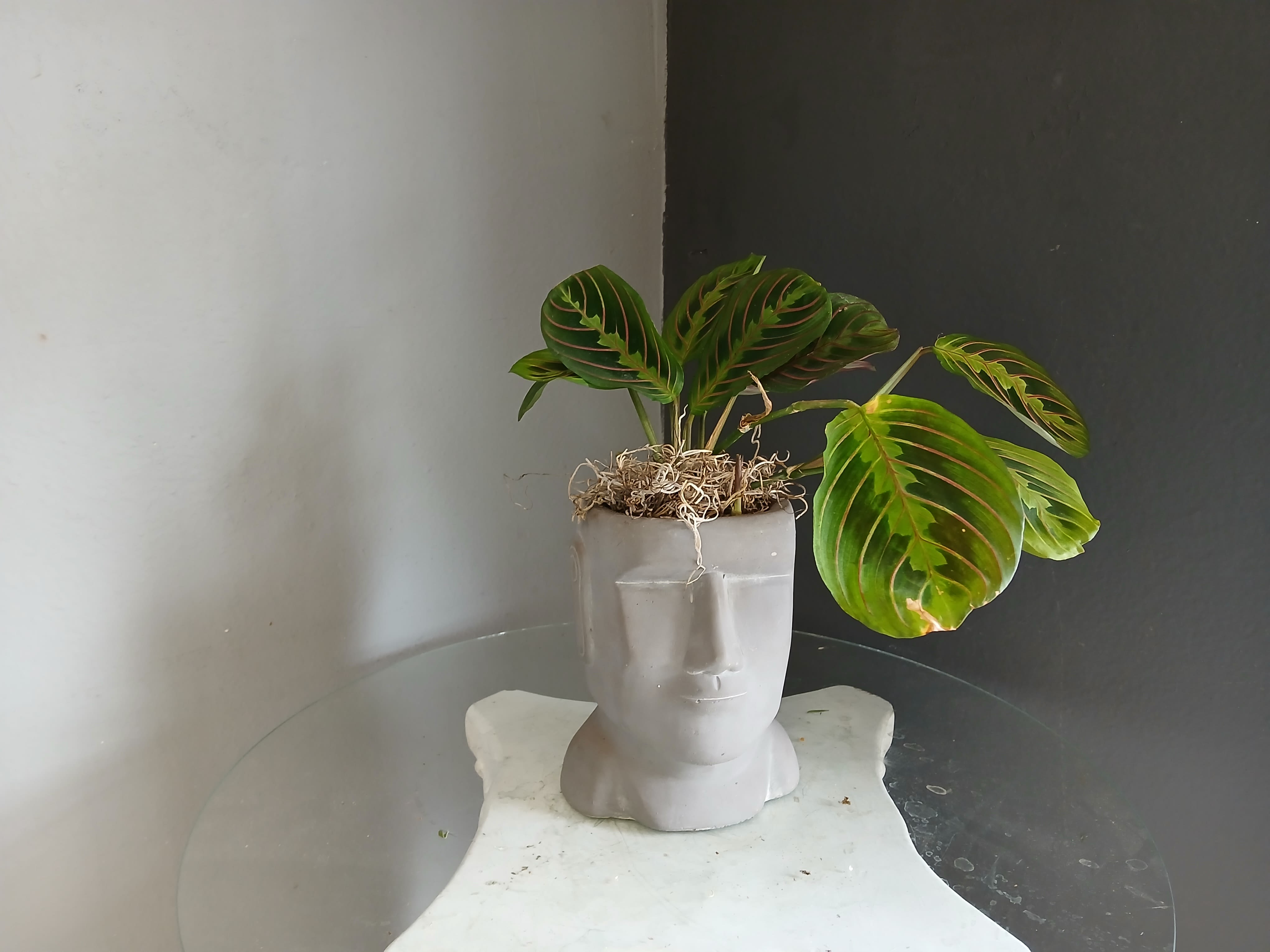 #PL38 Mr. Smith - Beautiful minds grow beautiful things. This maranta plant is growing from Mr. Smiths beautiful mind. 