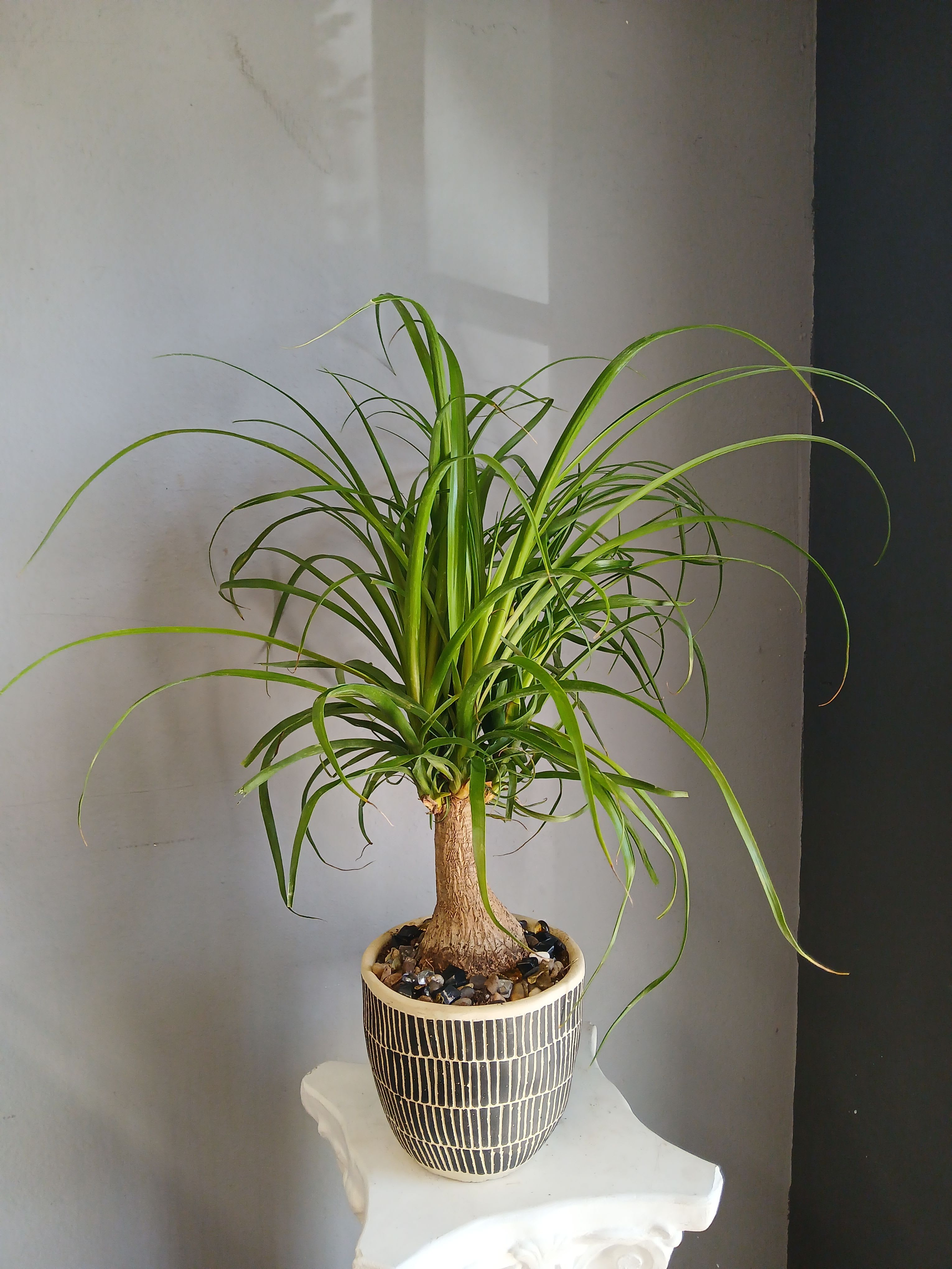  #PL5 Ponytail Palm - Ponytail palm in a decorative container. So fun and pet friendly.